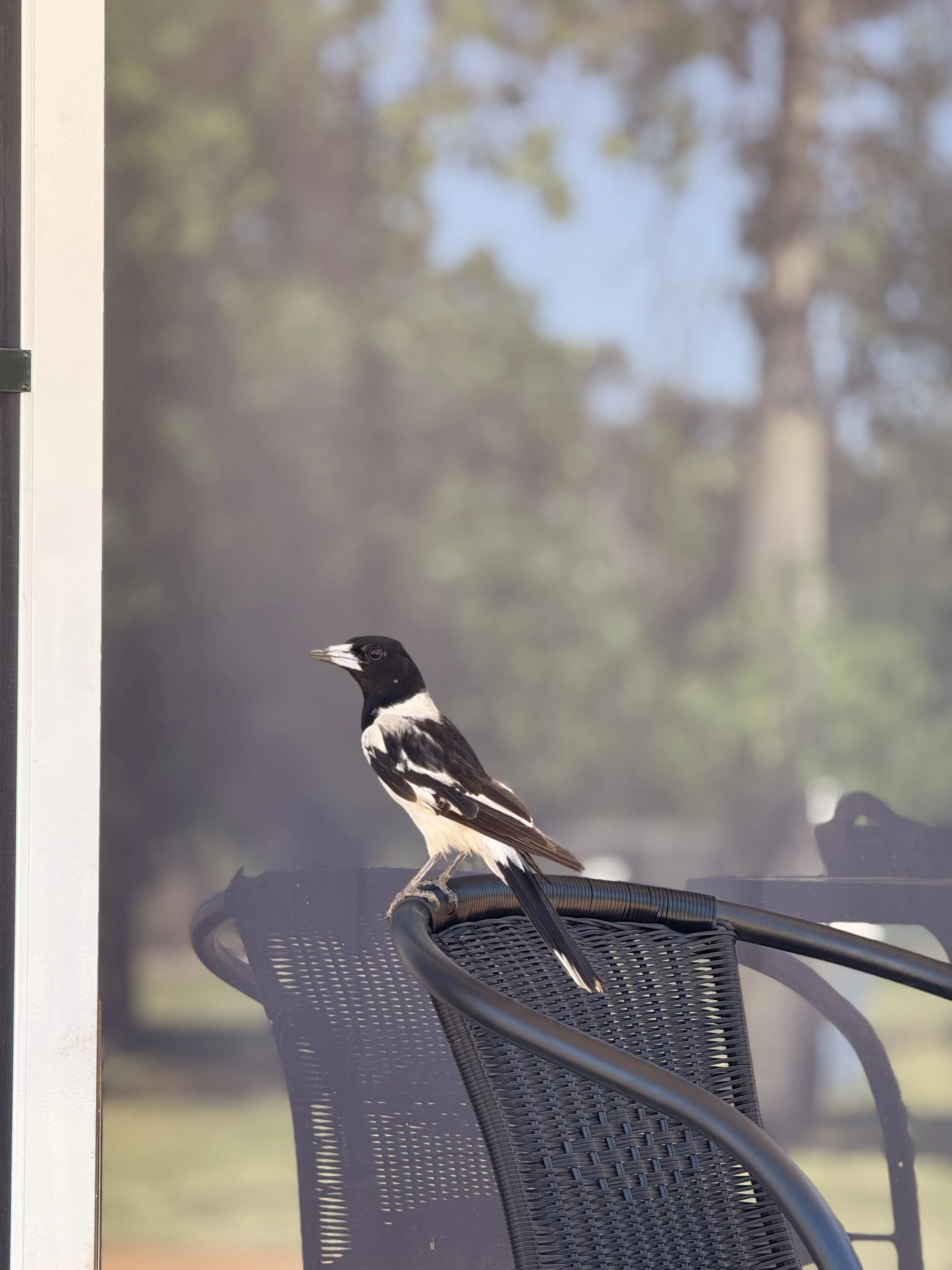 A bird perched on the armrest of a black metal outdoor chair with a mesh seat, with trees in the background seen through a screen or window.
