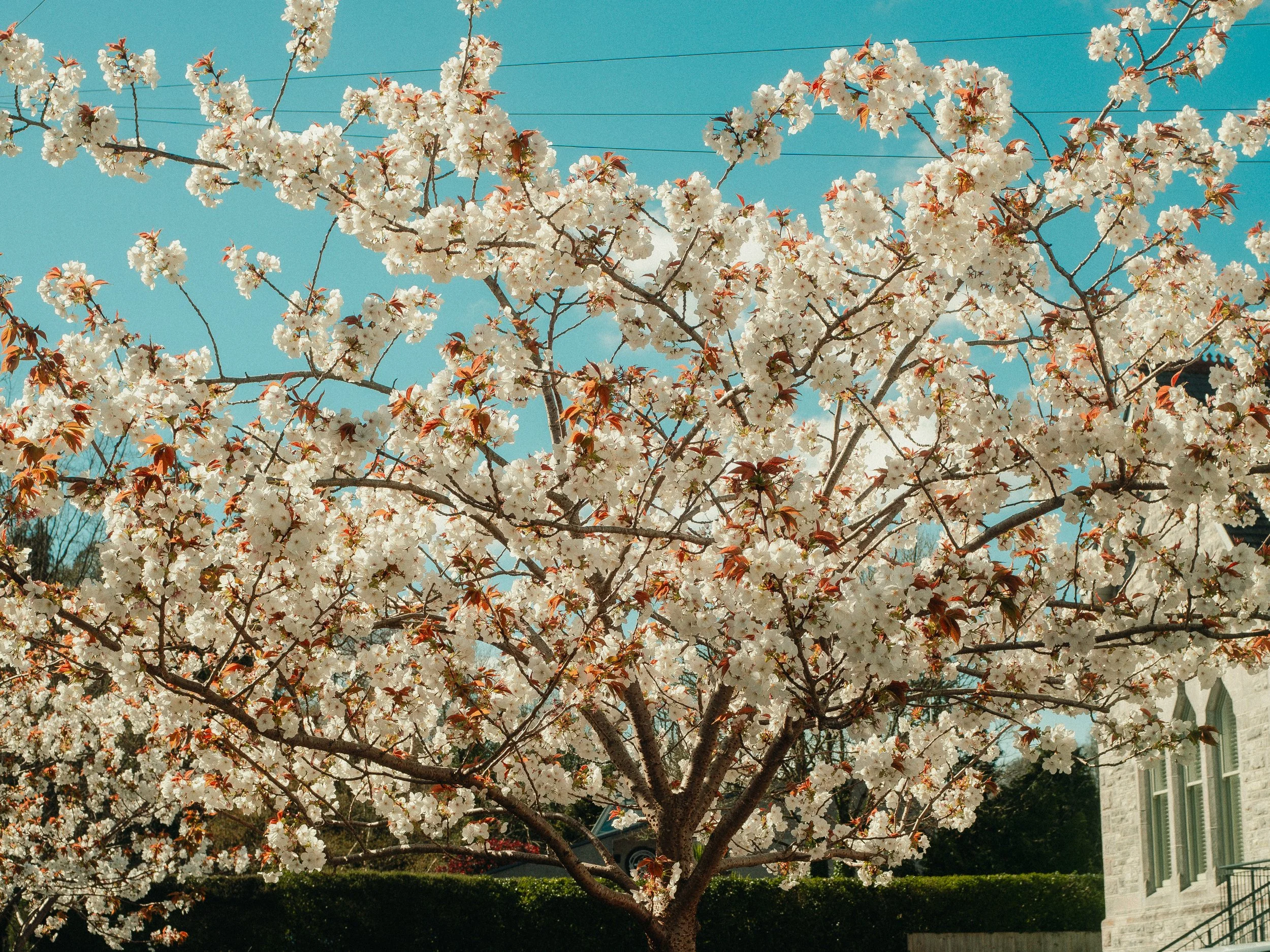 A flowering tree with white blossoms against a blue sky with power lines. Buildings are partially visible in the background.