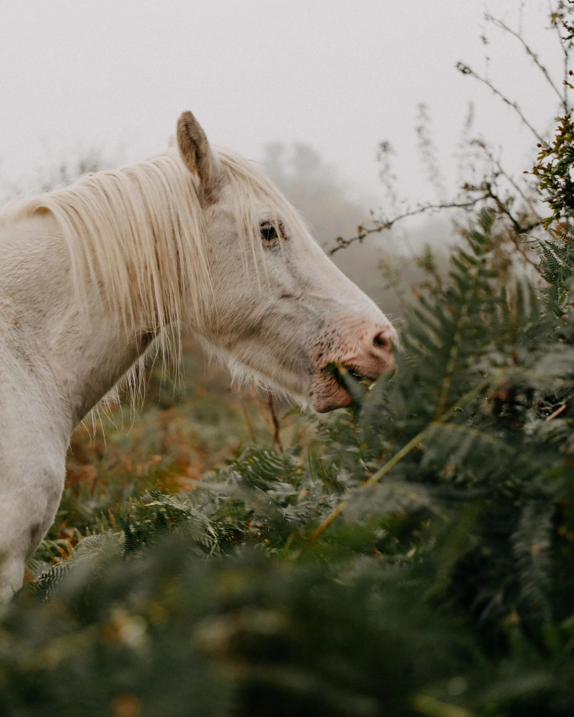 Close-up of a white horse's head with a foggy background and some branches or bushes nearby.