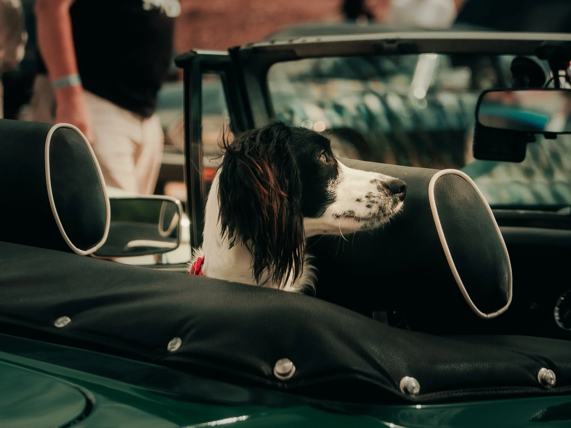 A black and white dog with long ears and a red collar sitting in the back seat of a car, looking out the window.