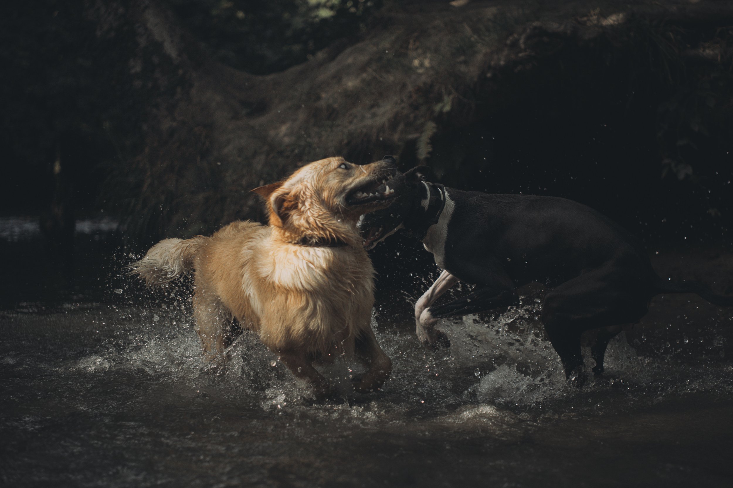 Three dogs playing and splashing in a body of water, with a rocky background.