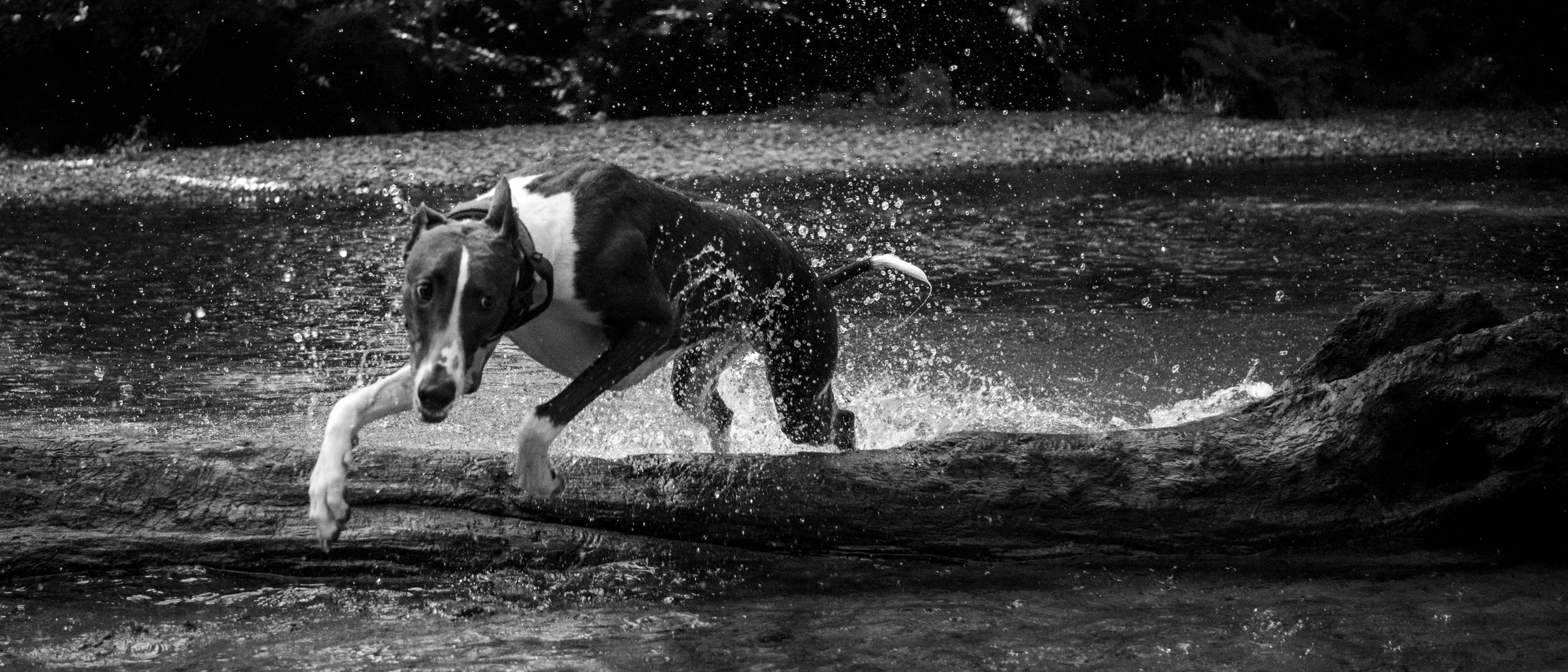 A dog running through a shallow body of water, splashing water droplets around, in a natural outdoor setting.
