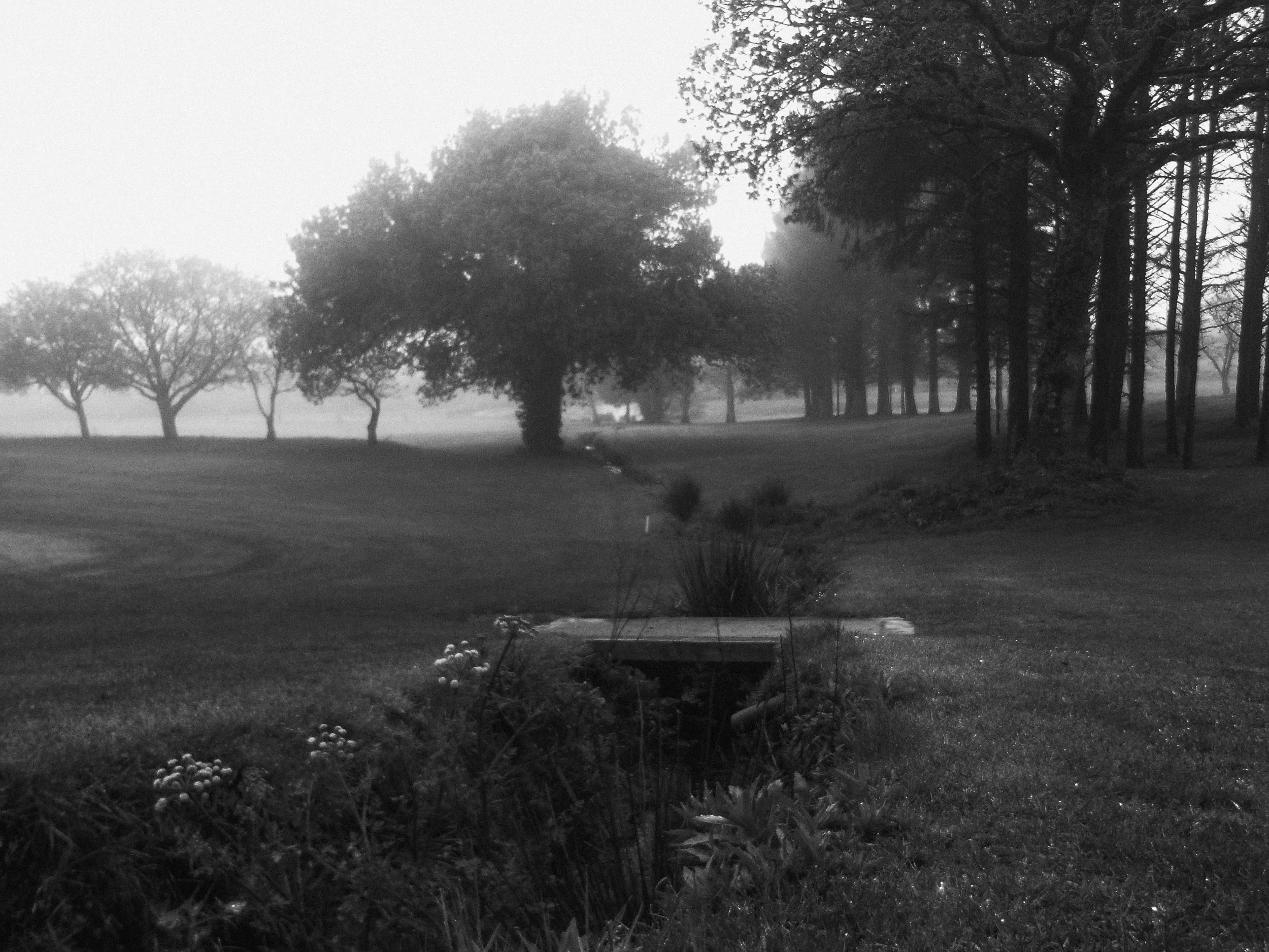 ivy (15 of 15).jpg