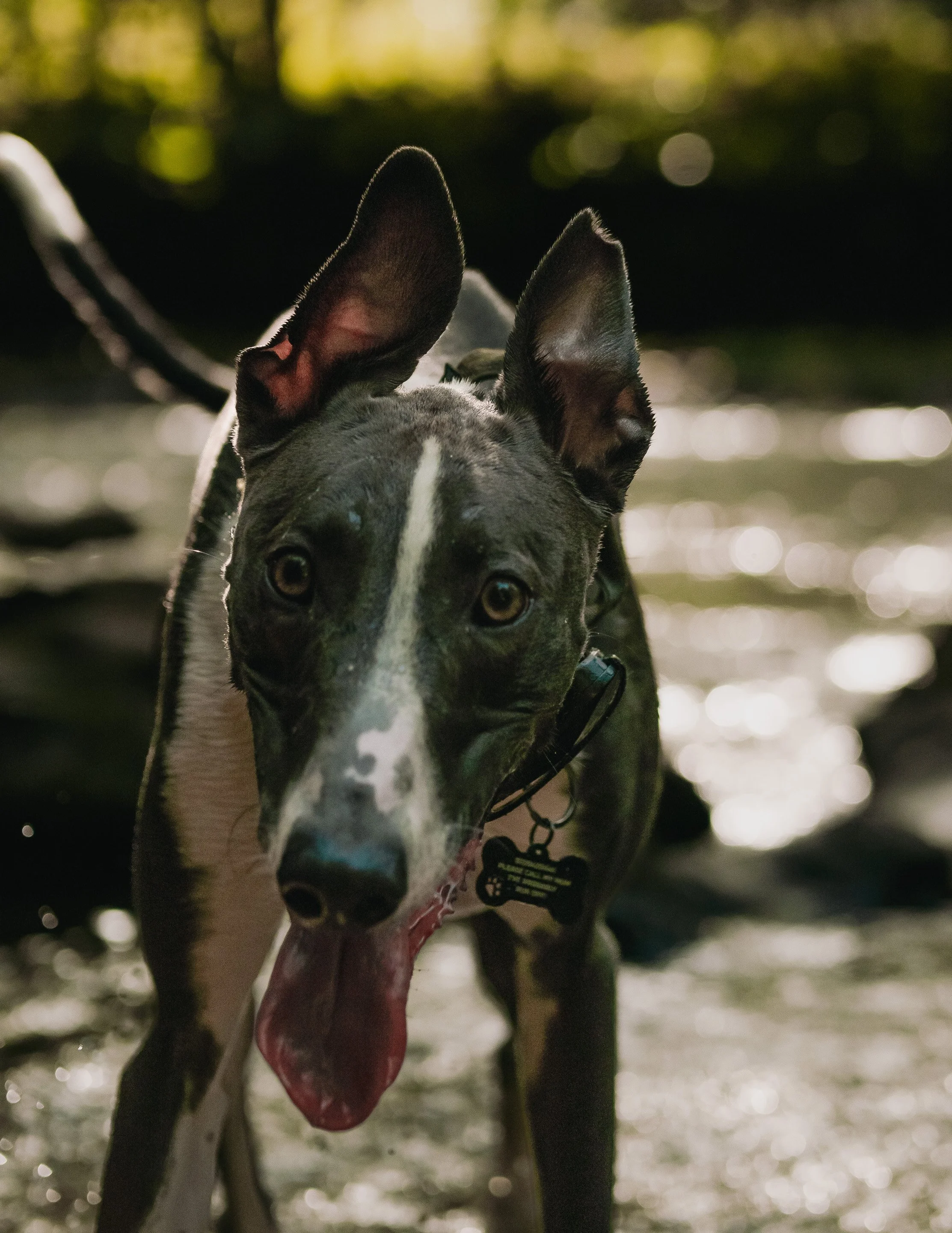 A close-up of a grey and black dog with large ears and yellow eyes, standing outdoors with blurred natural background.