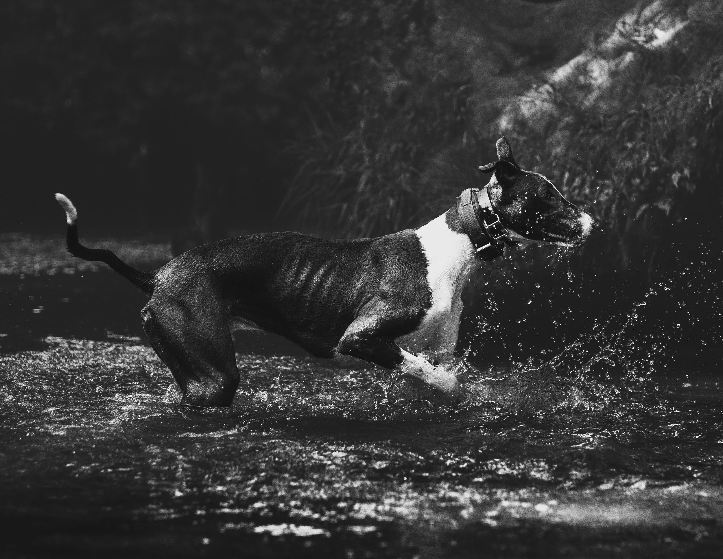 dogs (3 of 7).jpg