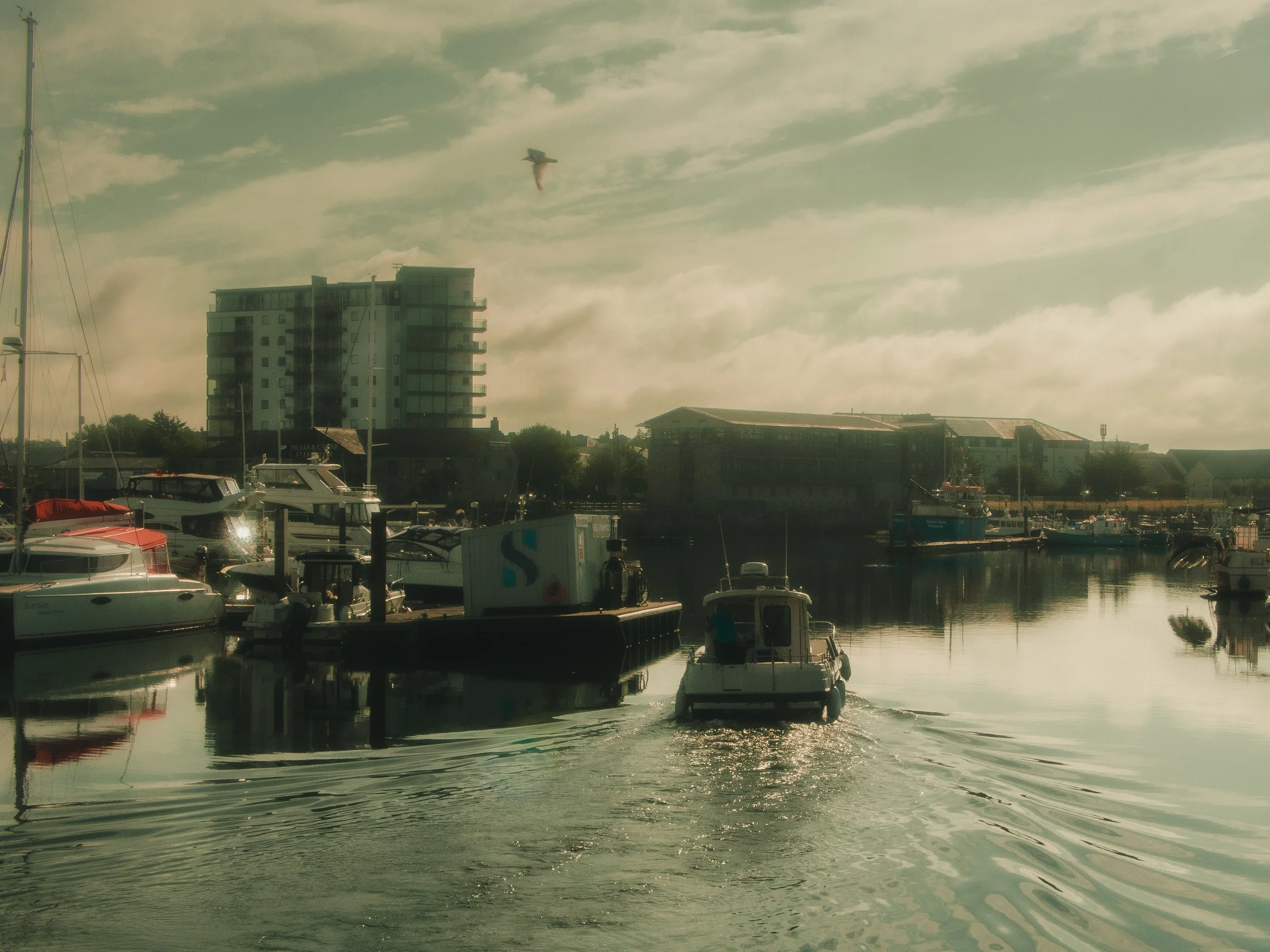 Boats docked at a marina with buildings in the background and a seagull flying in the sky.