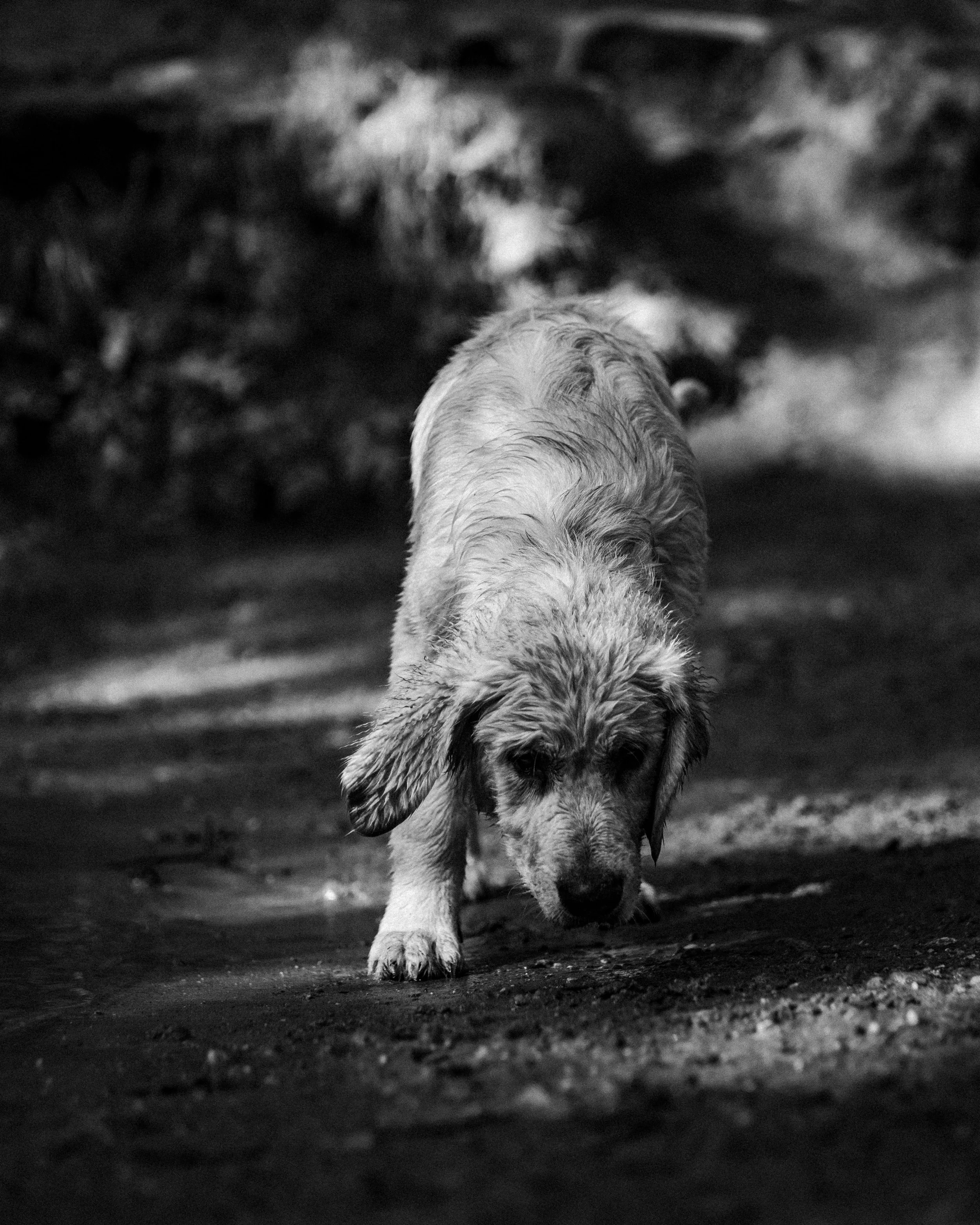 dogs (5 of 7).jpg