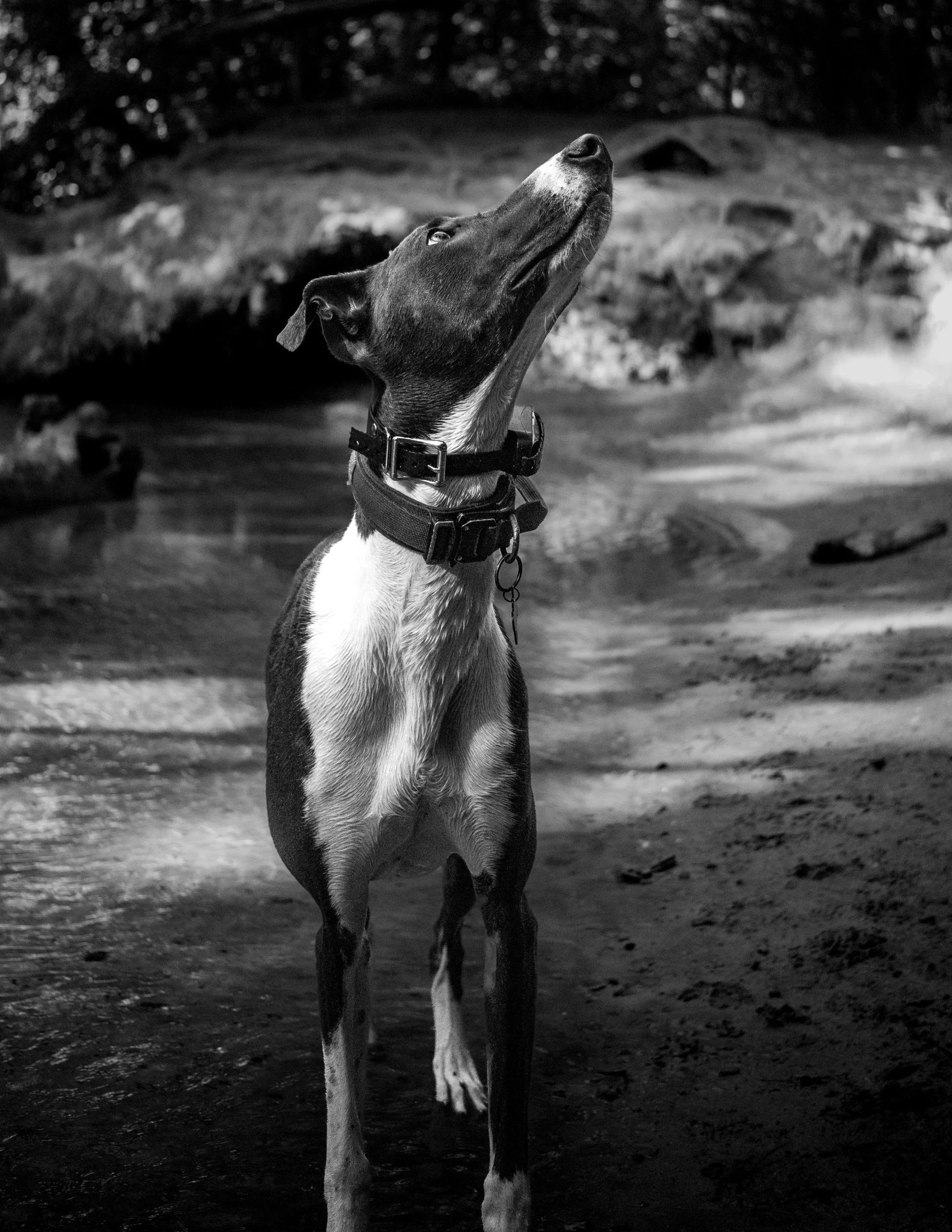 A black and white photograph of a large dog, possibly a Great Dane, standing outdoors on a dirt ground with rocks and trees in the background. The dog has a short coat, a collar, and is looking upwards.