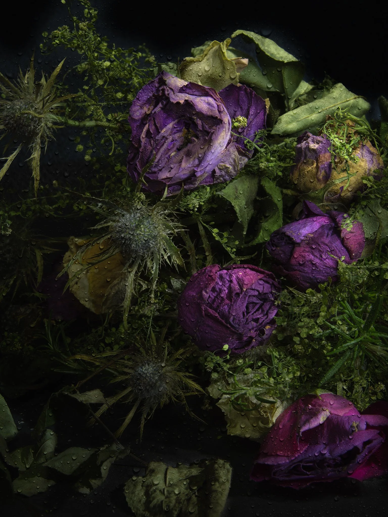 Bouquet of wilted purple roses and green foliage with water droplets on the petals and leaves.