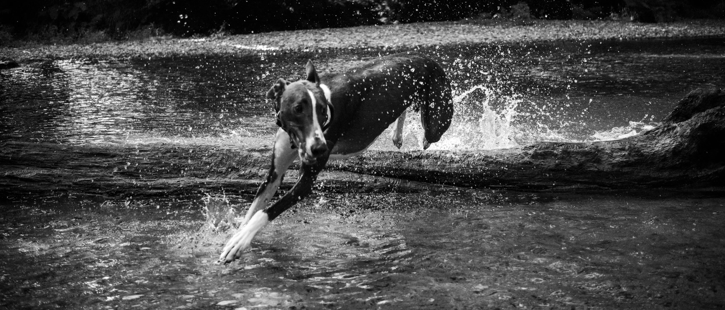 Black and white photo of a dog running through water, splashing around.