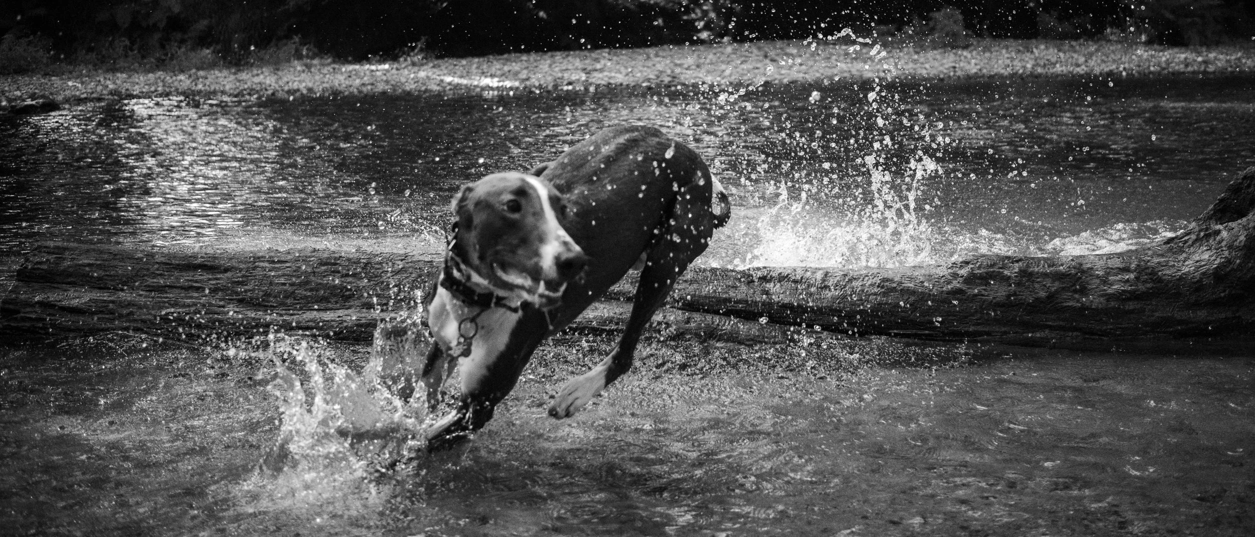 A dog running through the water with splashes around it in a black and white photograph.