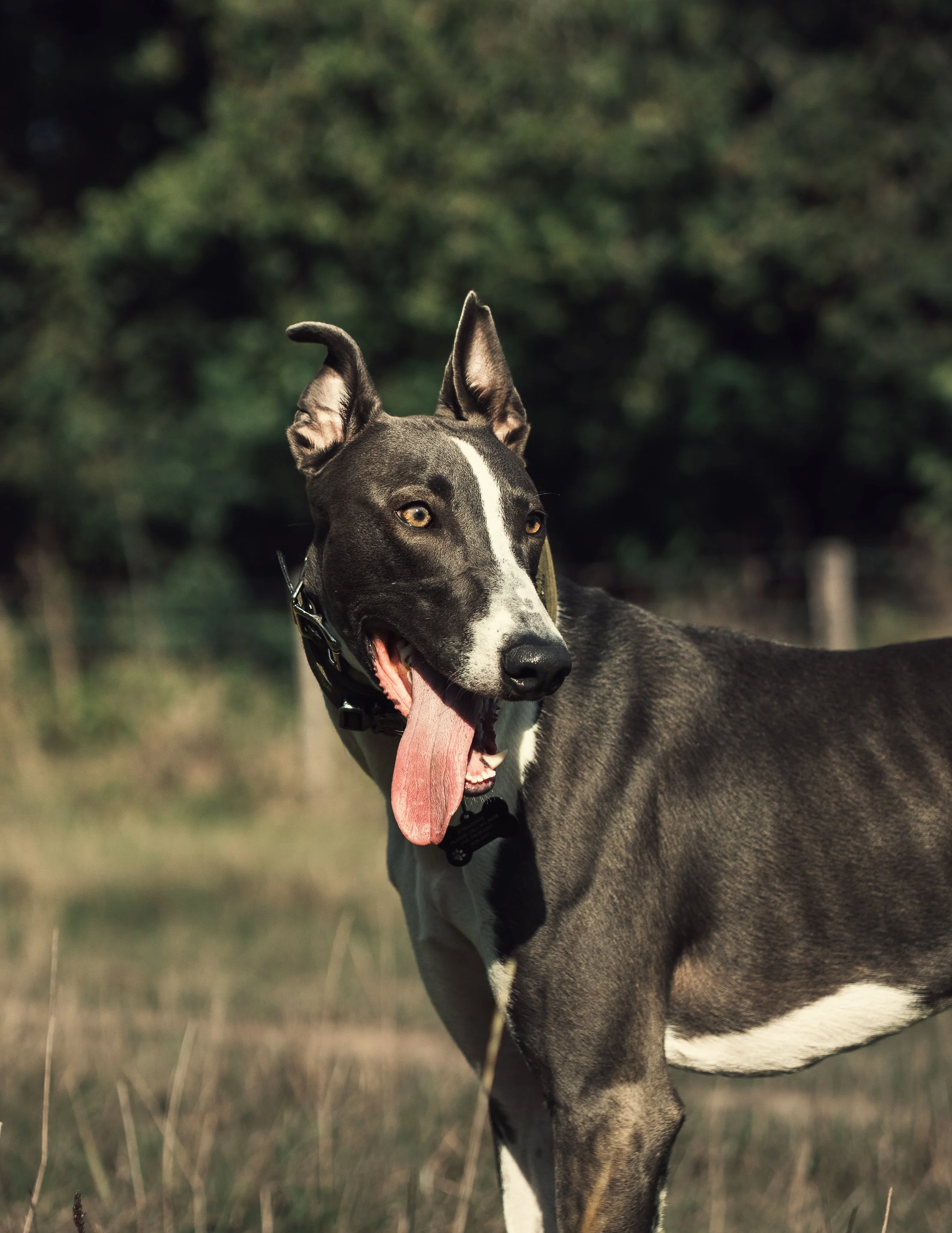 Close-up of a black and white dog with its tongue hanging out, outdoors with blurred greenery in the background.