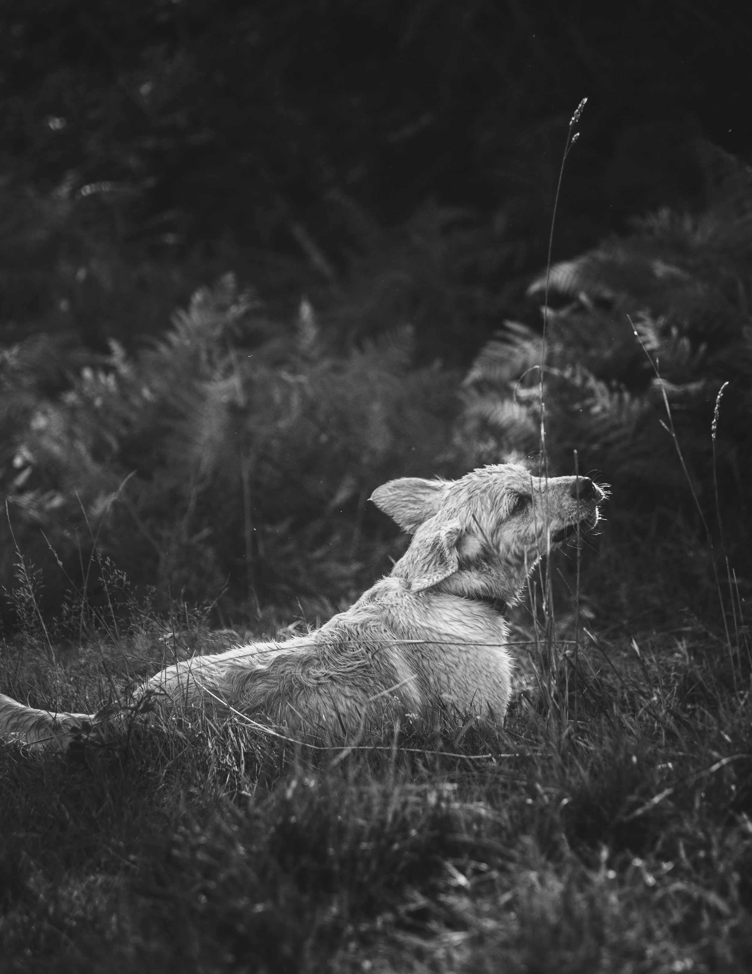 dogs (6 of 7).jpg