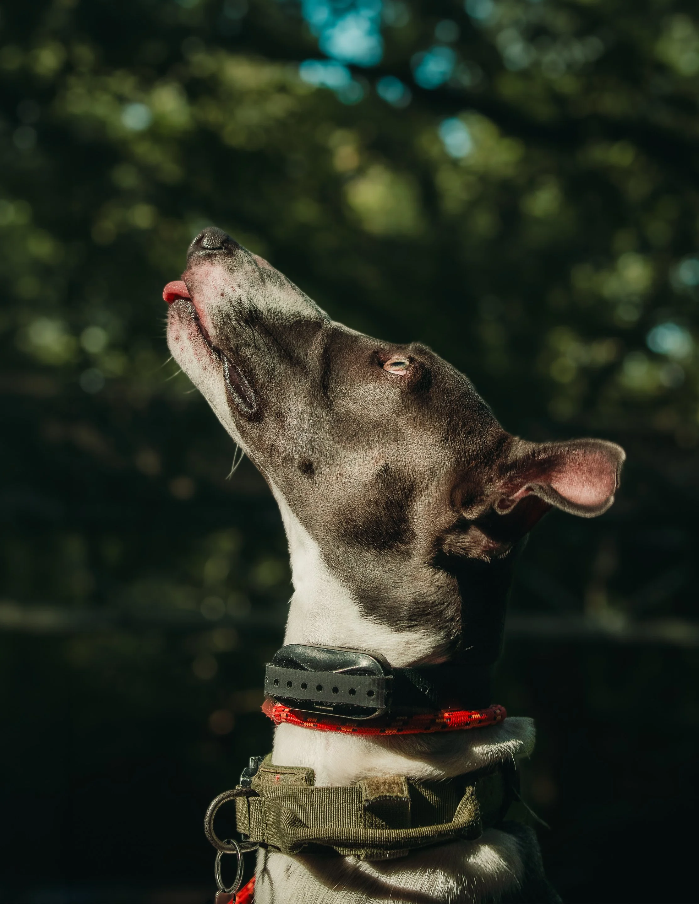 floyd (1 of 35).jpg