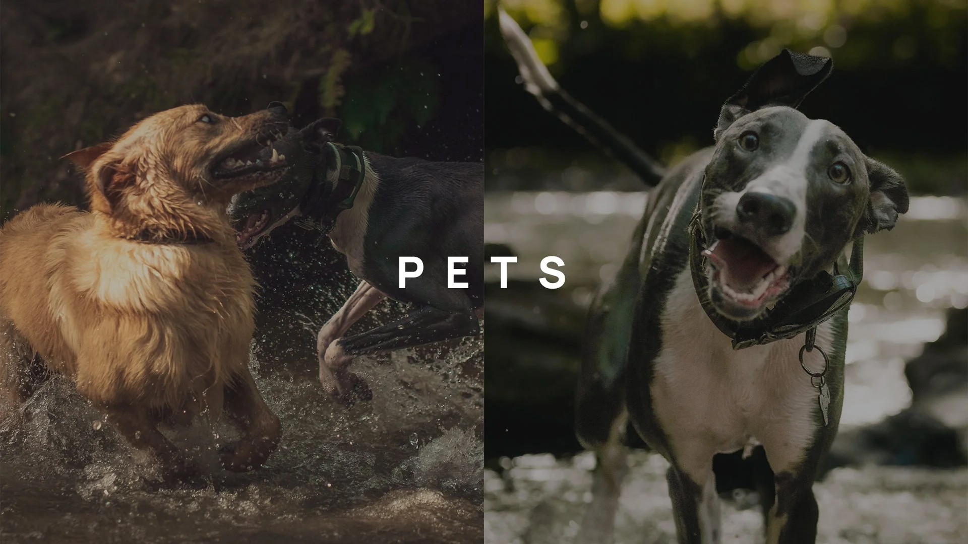 Side-by-side photo of dogs playing and having fun in water with the word 'PETS' overlaid in the middle.