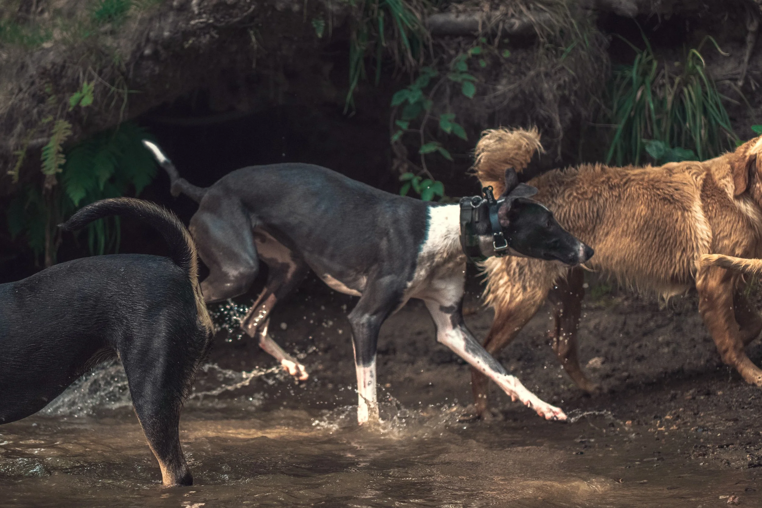 Multiple dogs wading through water with a backdrop of green plants and muddy ground.
