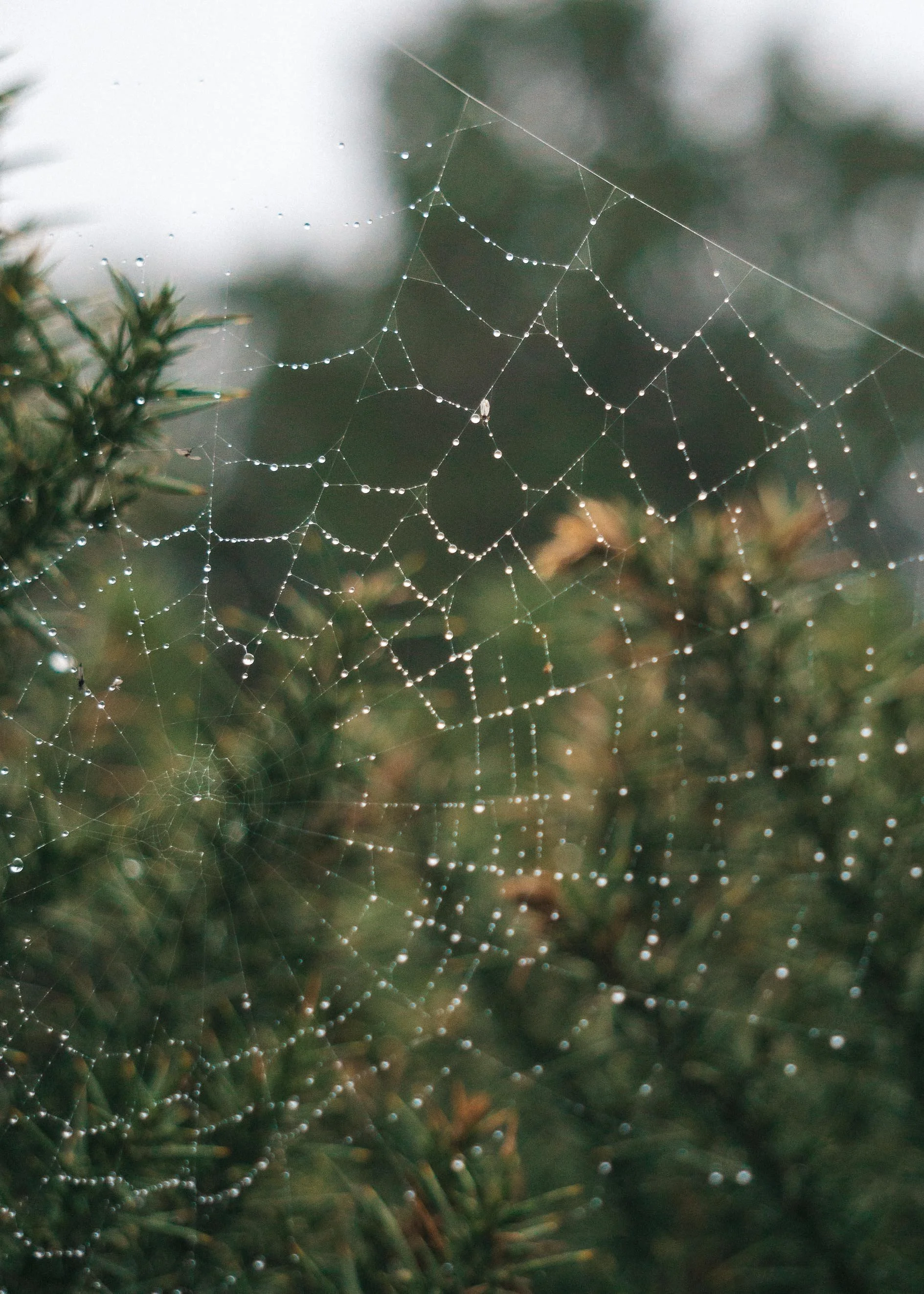 A close-up of a spider web with water droplets on it, set against a blurred background of greenery and a cloudy sky.