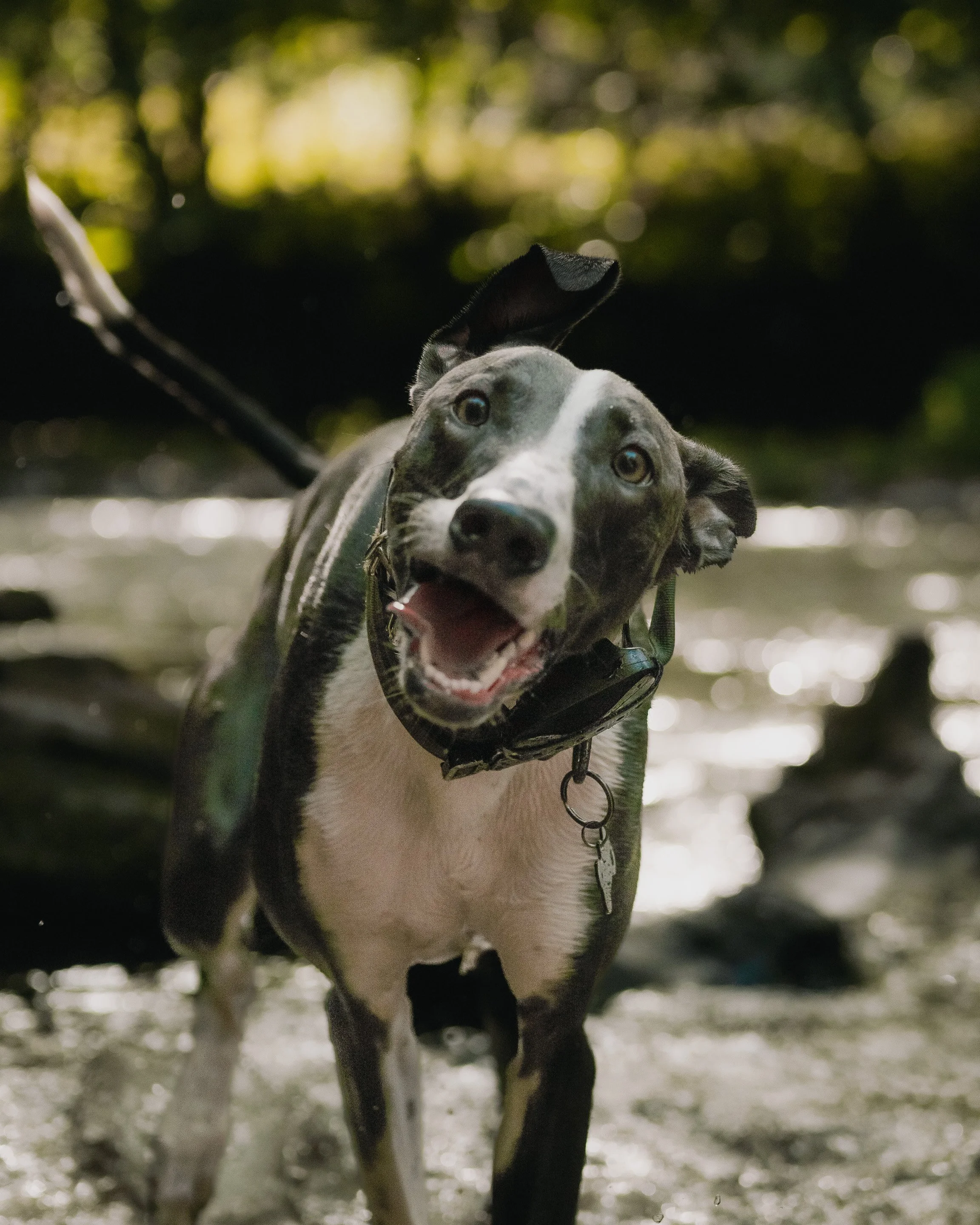 A playful dog with a gray and white coat, wearing a harness, with its mouth open, lying on the ground in a wooded outdoor area with blurred green trees and sunlight in the background.