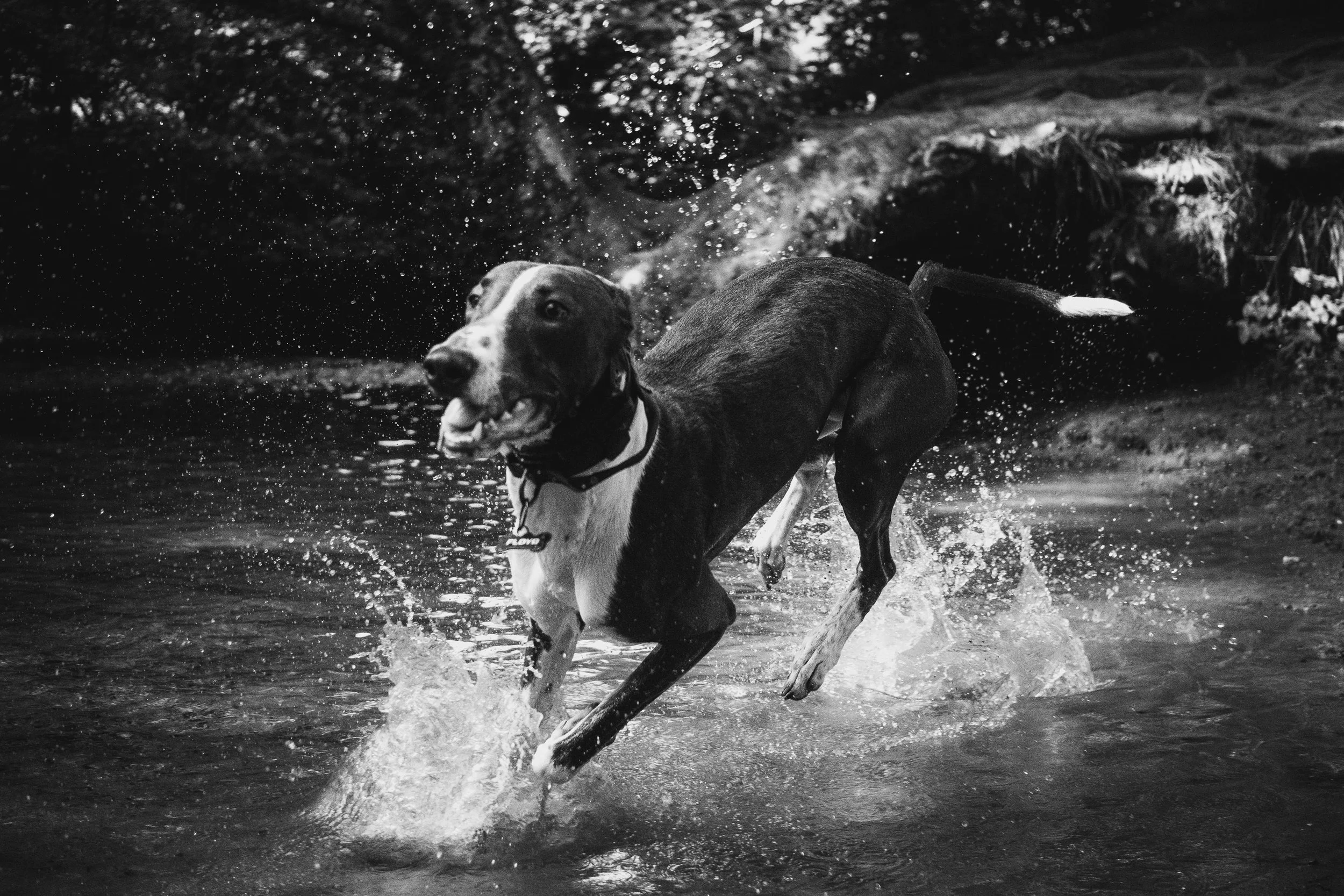 floyd (13 of 35).jpg