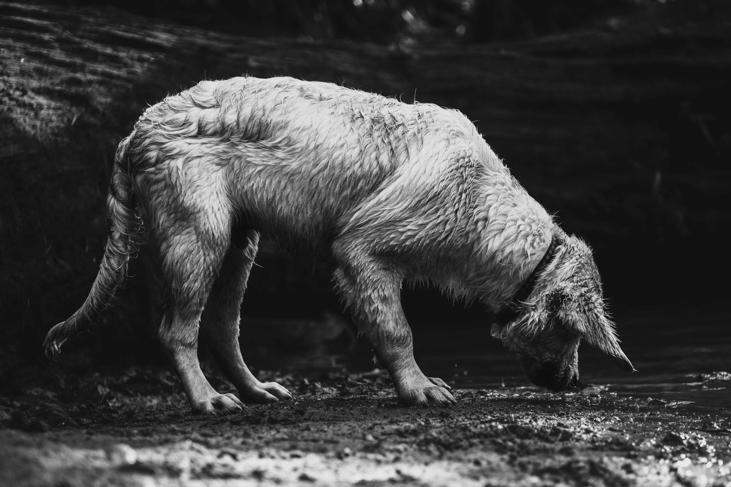 dogs (4 of 7).jpg
