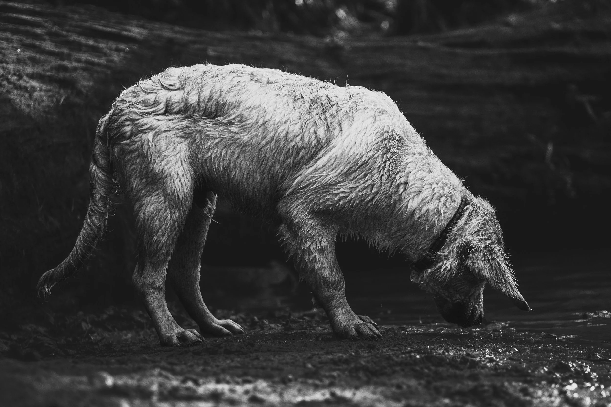 A black and white photo of a dog with curly fur, standing outdoors with a rough terrain ground and blurred background.