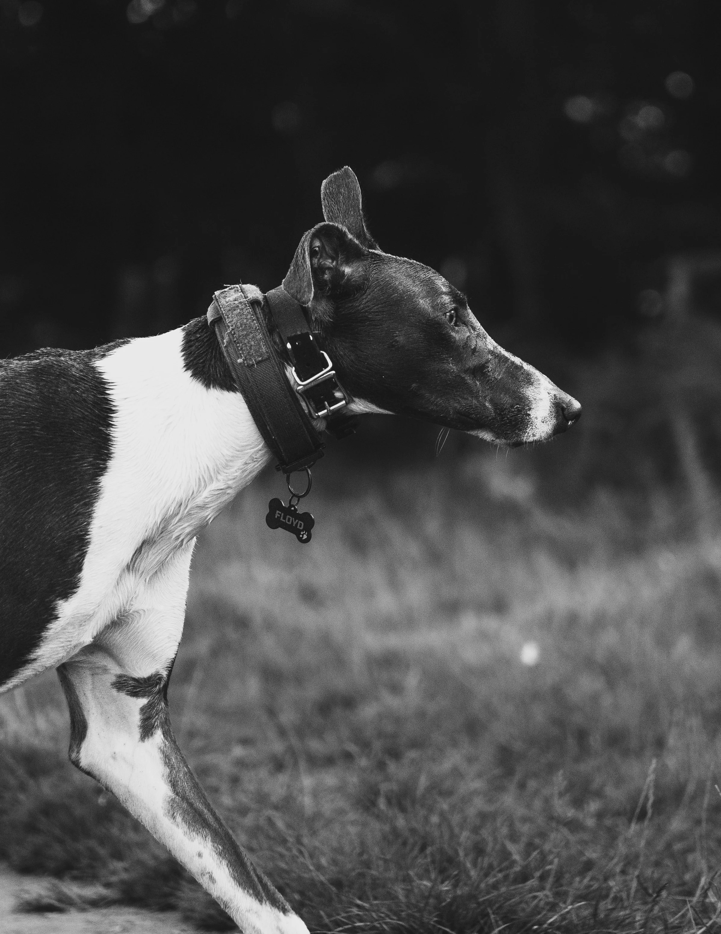 dogs (7 of 7).jpg