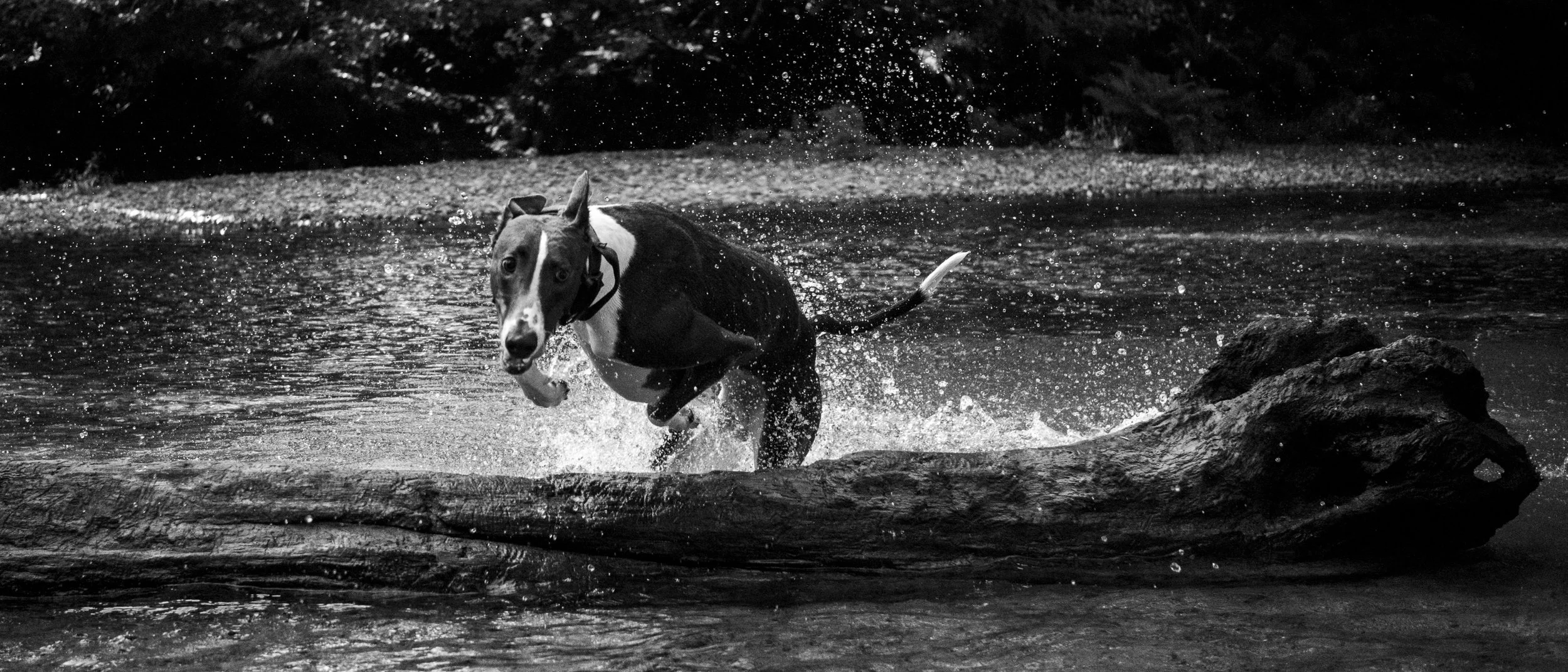 A dog running through water, splashing as it emerges from a log in a natural outdoor setting.
