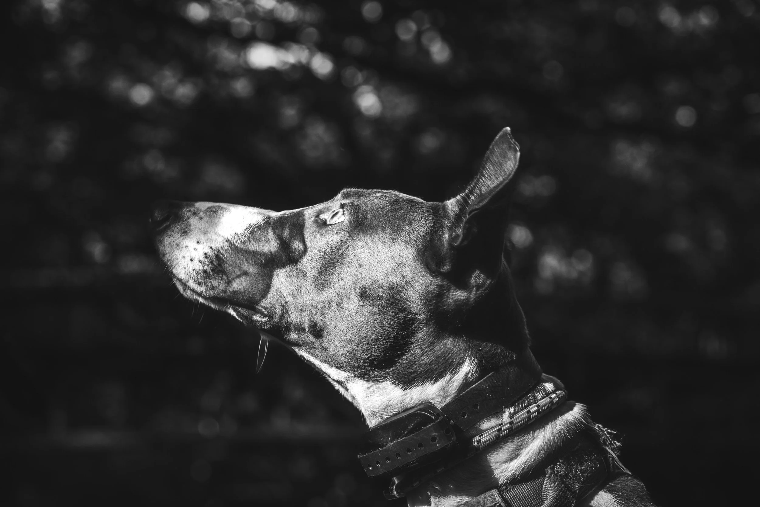 dogs (2 of 7).jpg