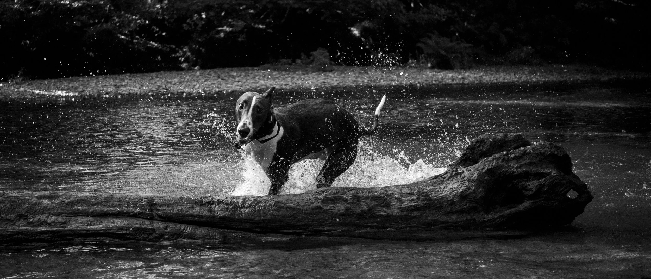 A dog running through water and jumping over a log in a black and white photo.