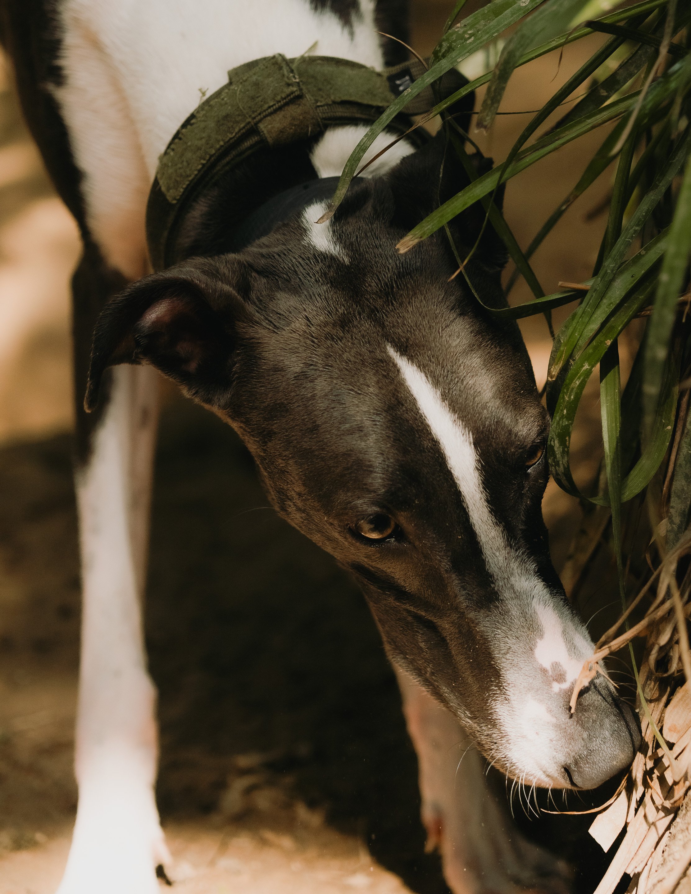 Close-up of a dog with a military vest, lying down near some plants.