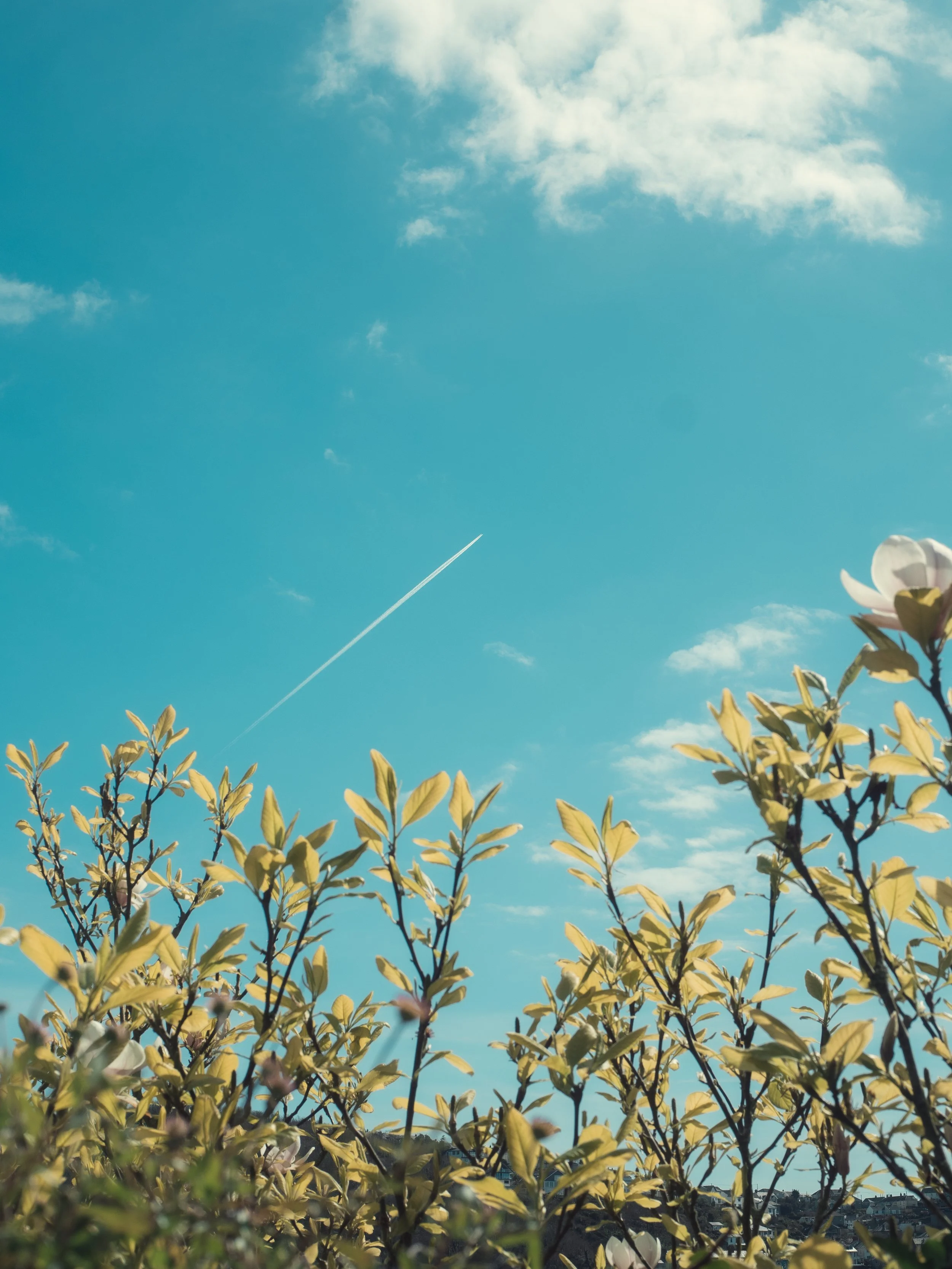 A clear blue sky with a few clouds and a contrail from an airplane, with flowering bushes or trees in the foreground.