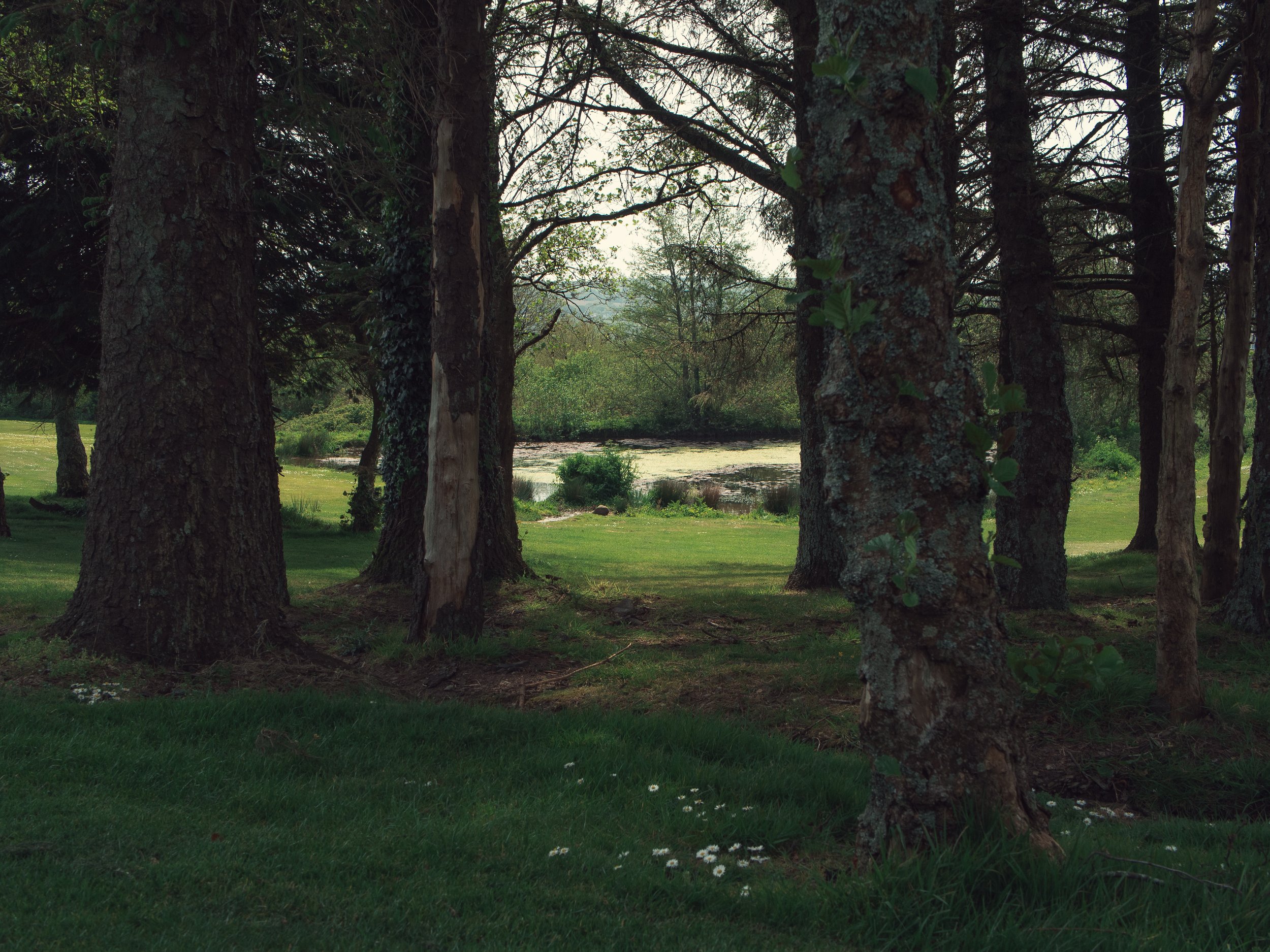 ivy (3 of 15).jpg
