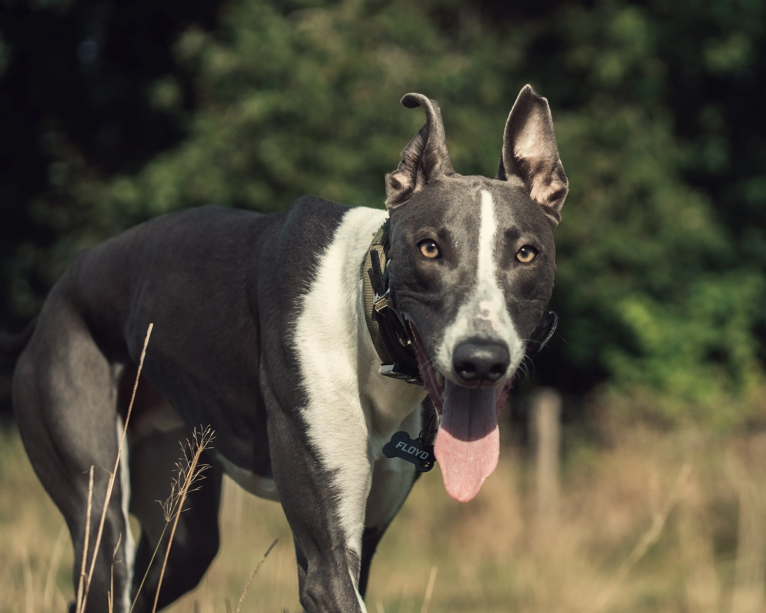Close-up of a blue Great Dane dog with a collar, standing outdoors in a grassy area with trees in the background.