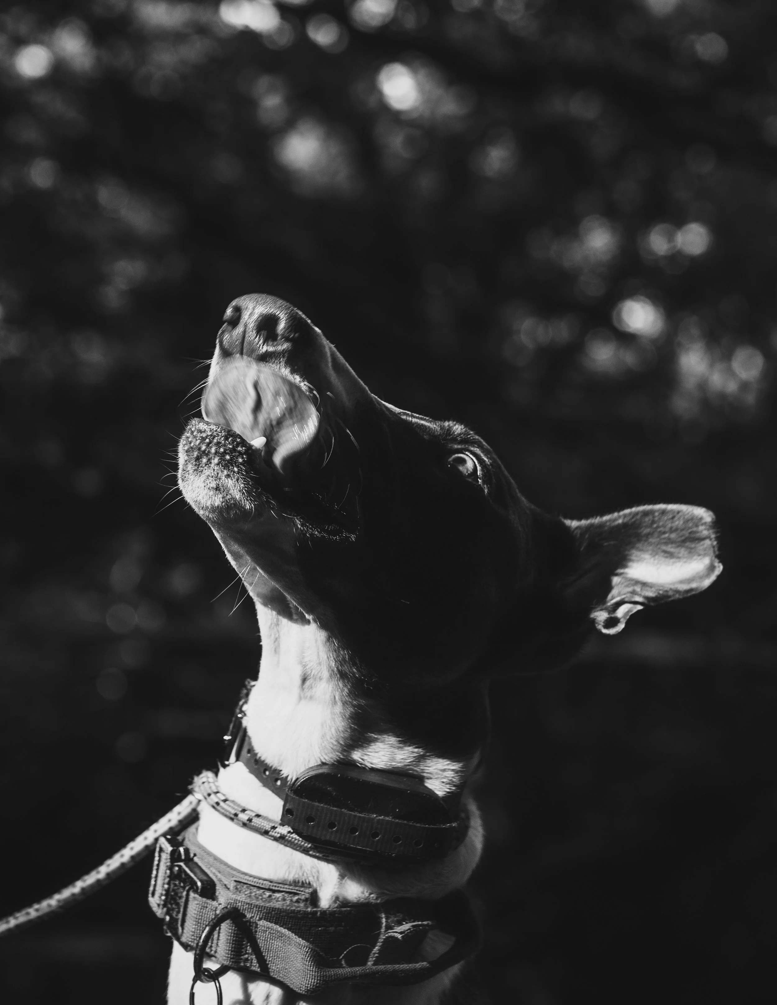 dogs (1 of 7).jpg