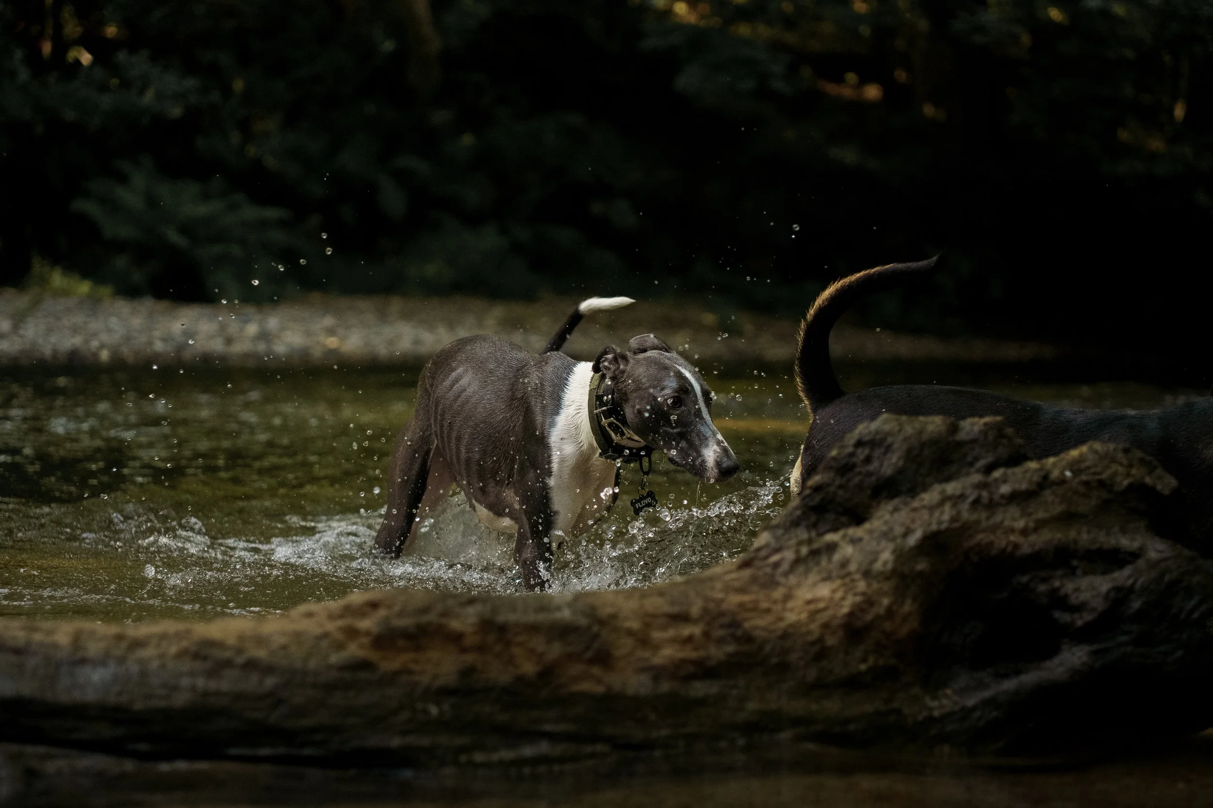 Two dogs play in a shallow river or creek during daytime, with one dog partially hidden behind rocks and the other in mid-step, splashing water around.