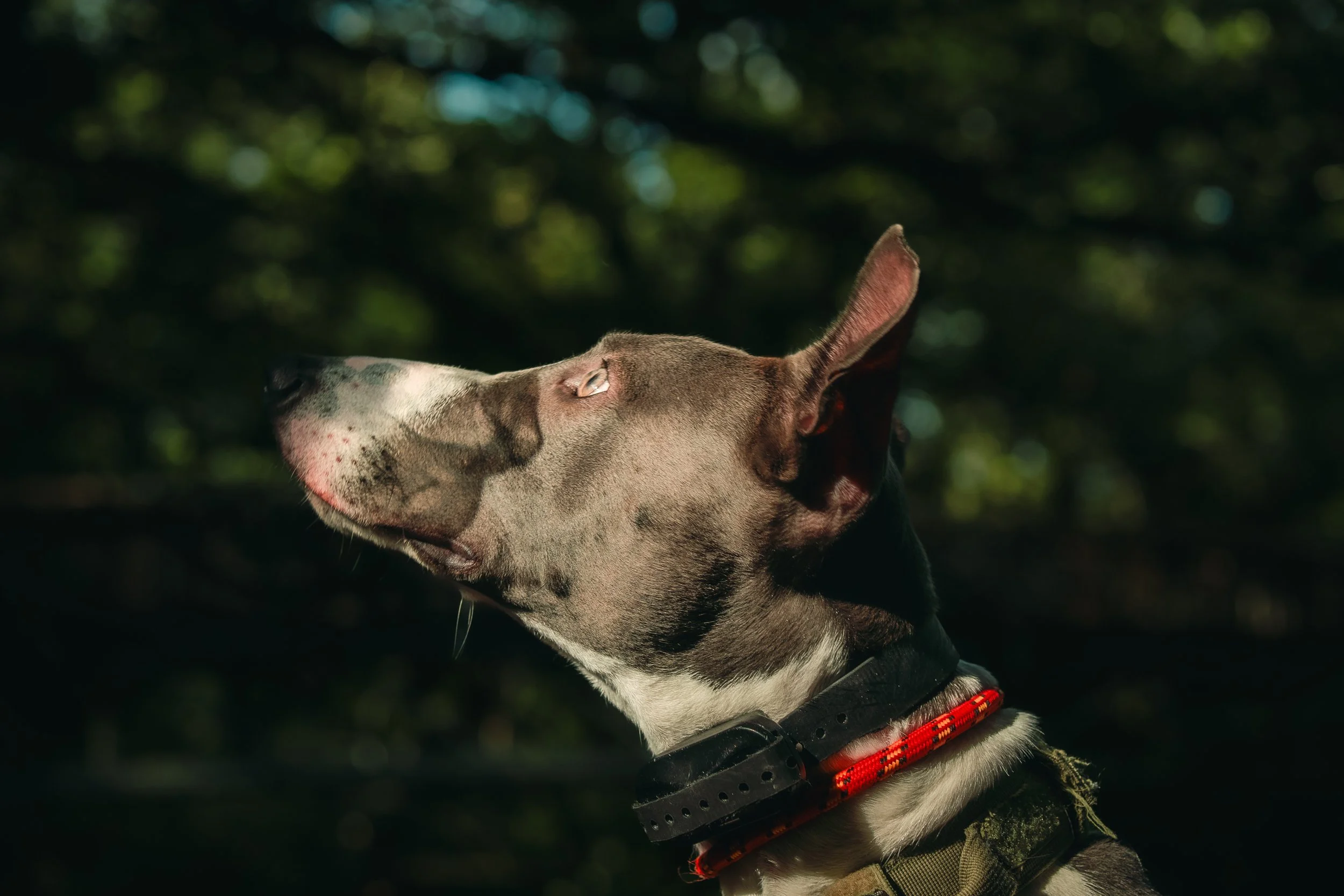 floyd (4 of 35).jpg