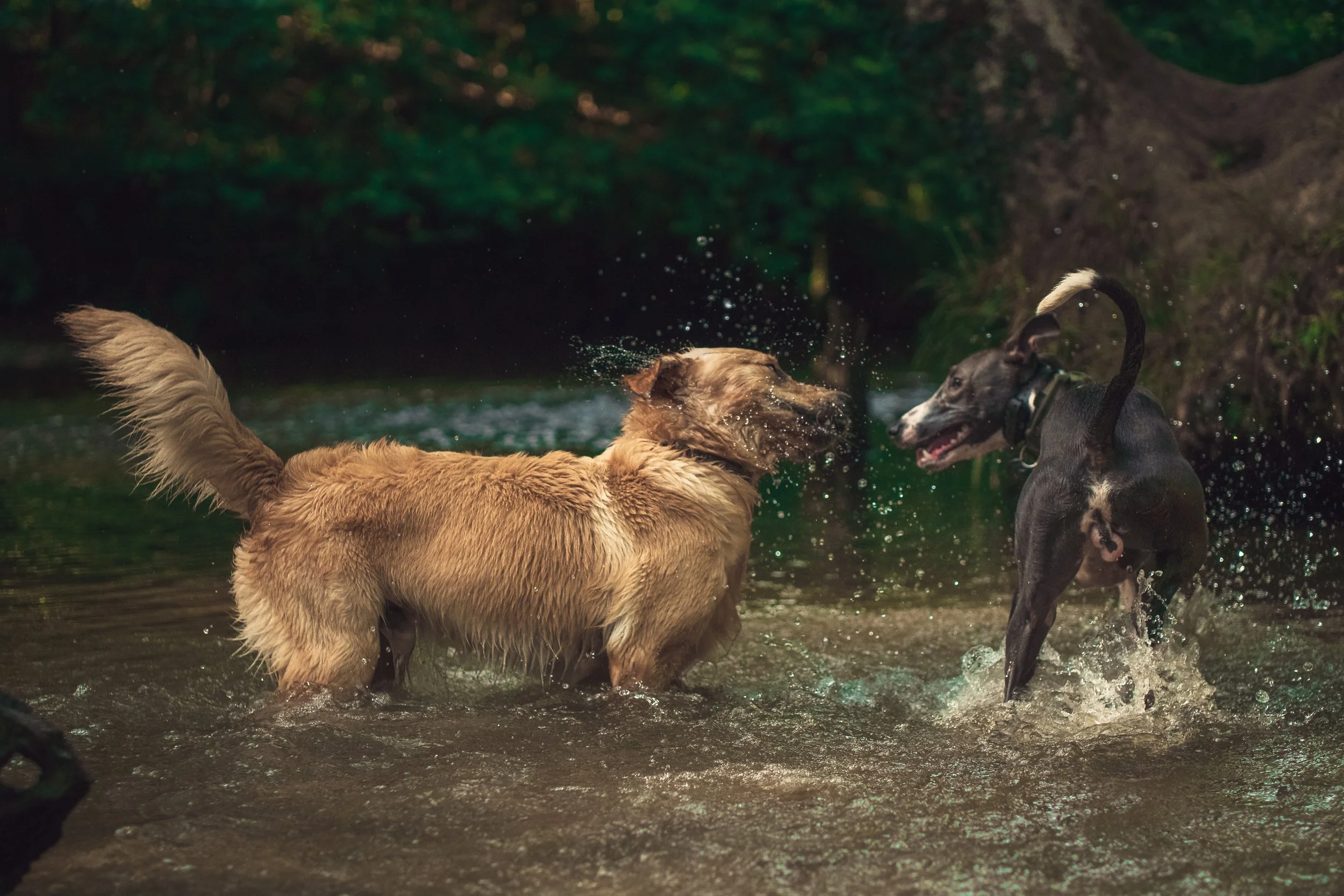 Pet photography at Coypool