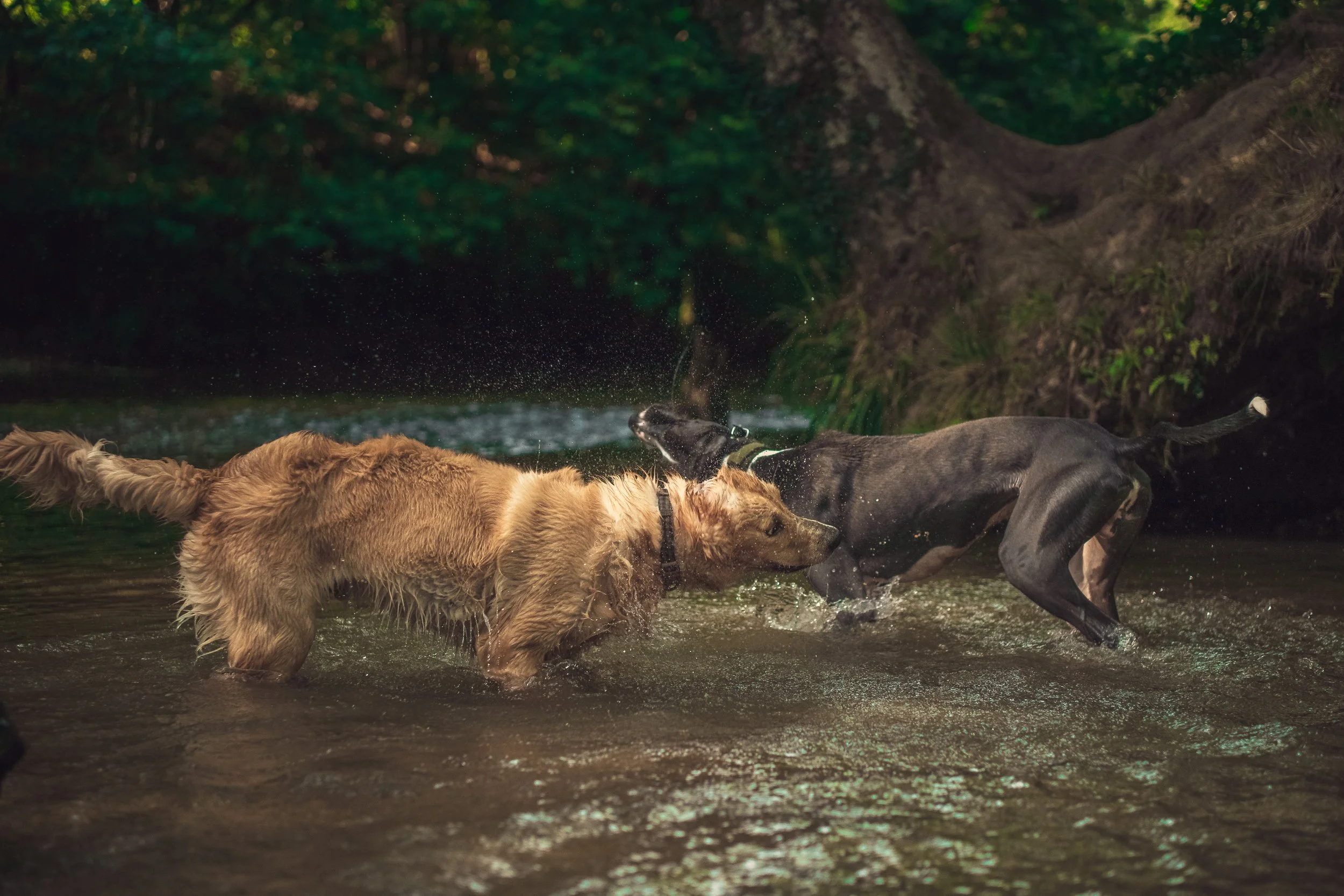Two dogs playing and splashing in a shallow stream in a wooded area, with trees and greenery in the background.