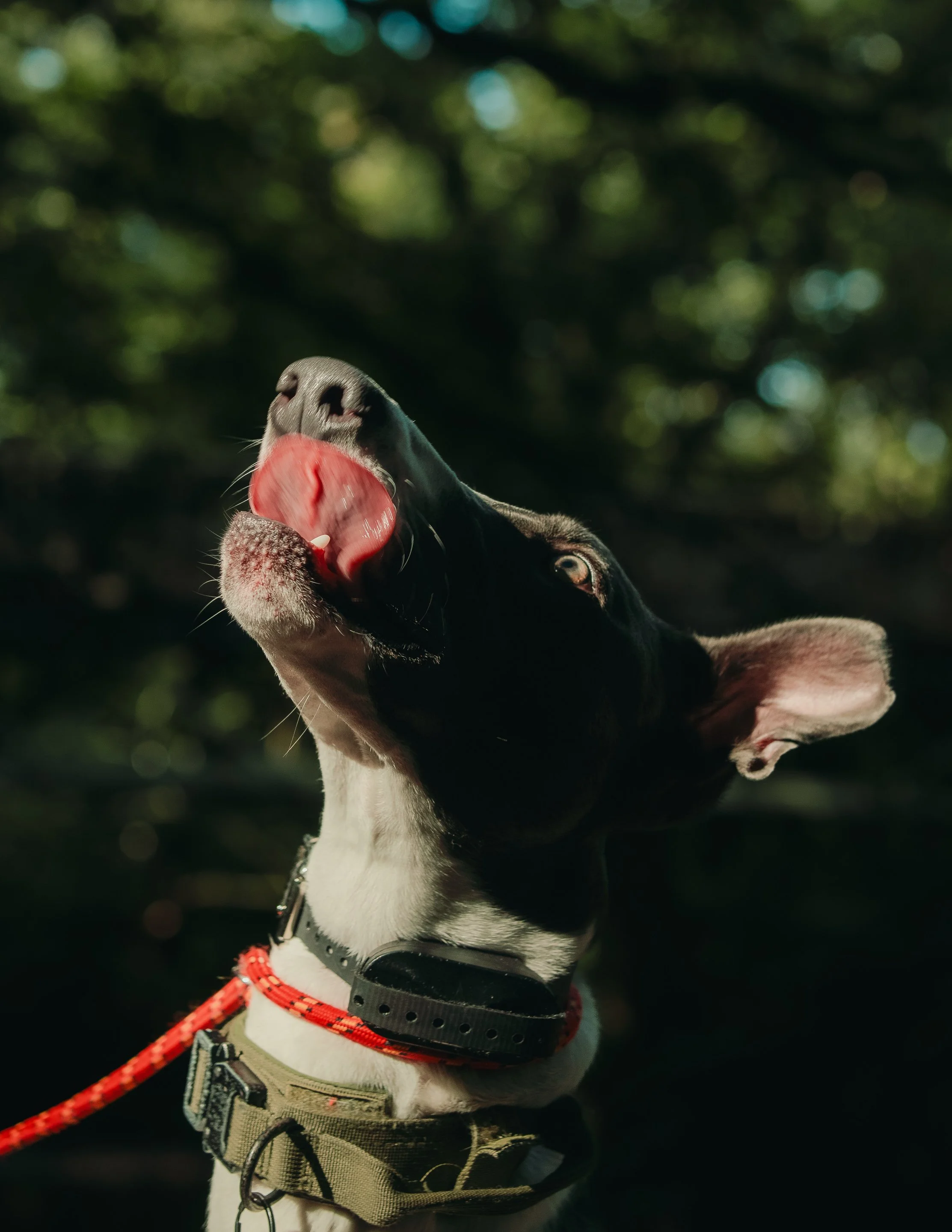 floyd (3 of 35).jpg