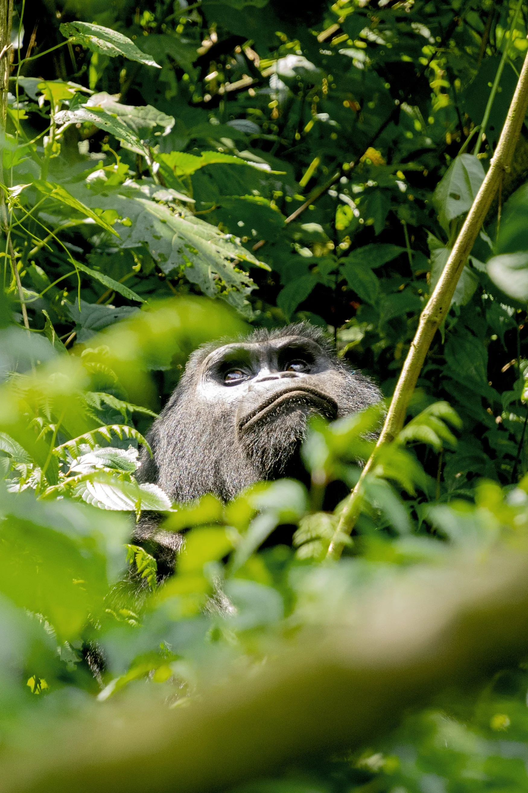 A close-up of a gorilla's face peeking through dense green jungle foliage, looking upward.