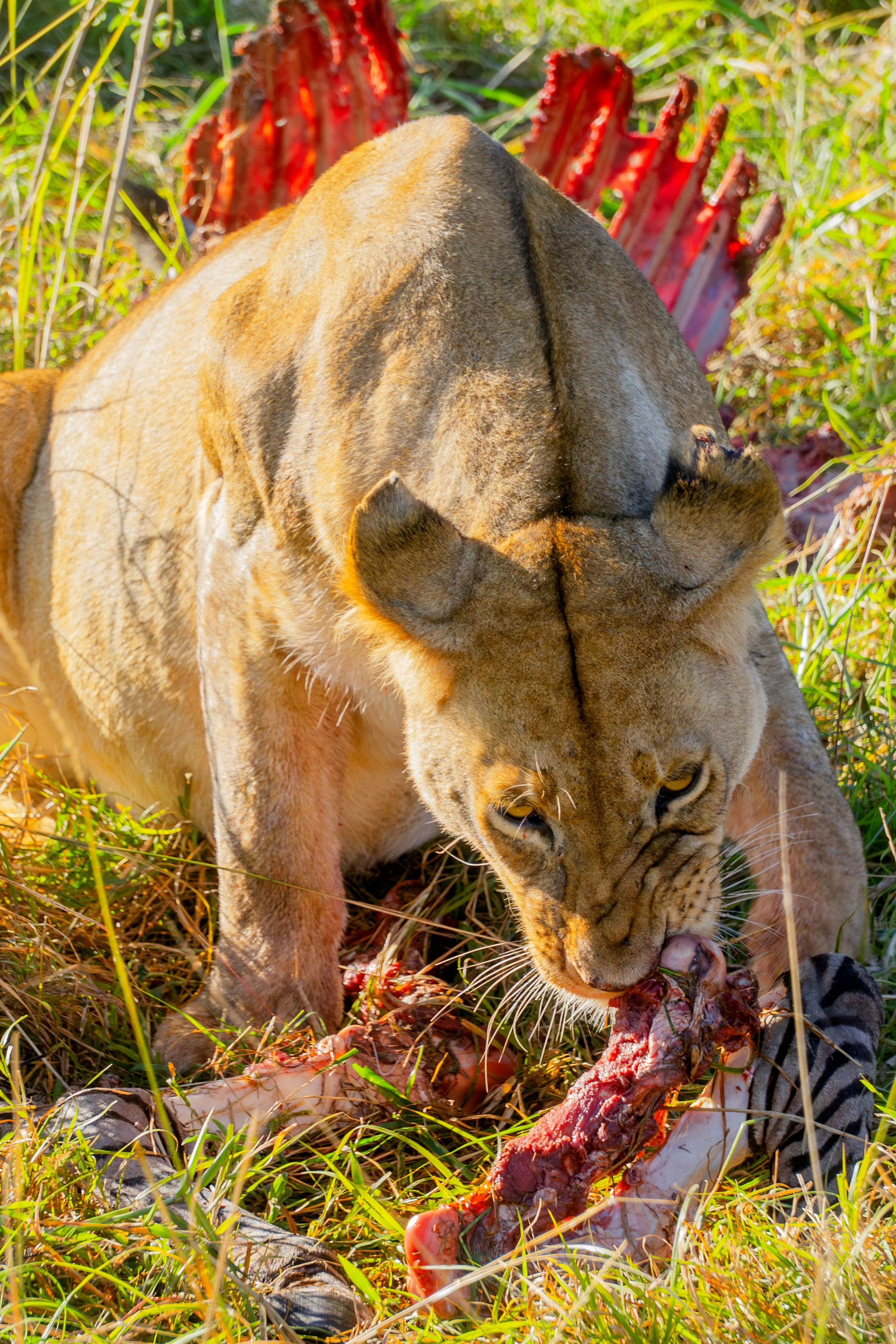 A lioness feeding on a carcass in a grassy area with red-colored plants in the background.