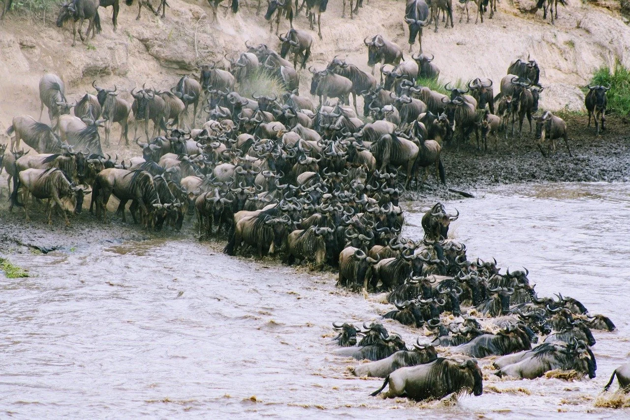Herd of wildebeests crossing a river in the wilderness.