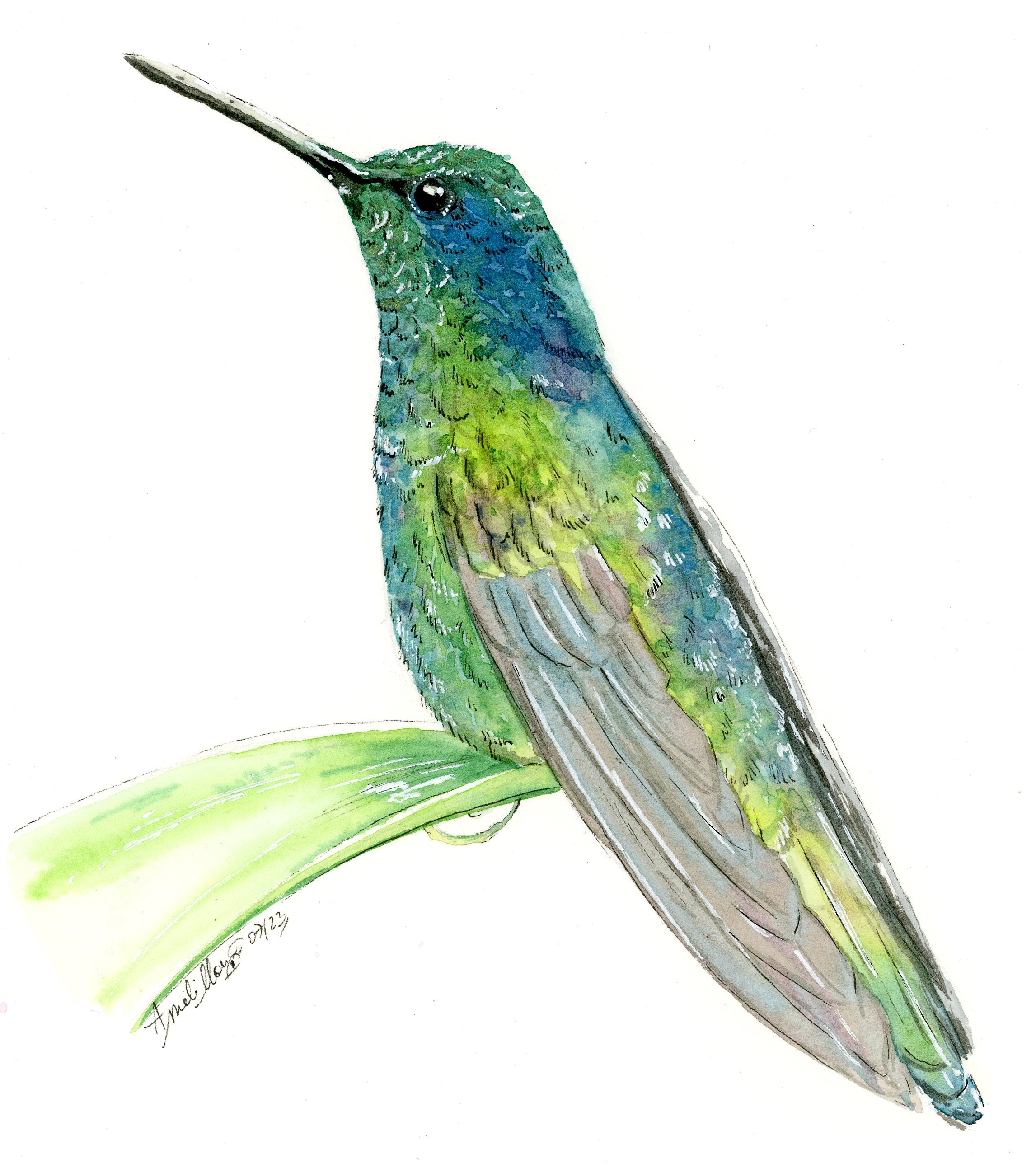Colibri001.jpg