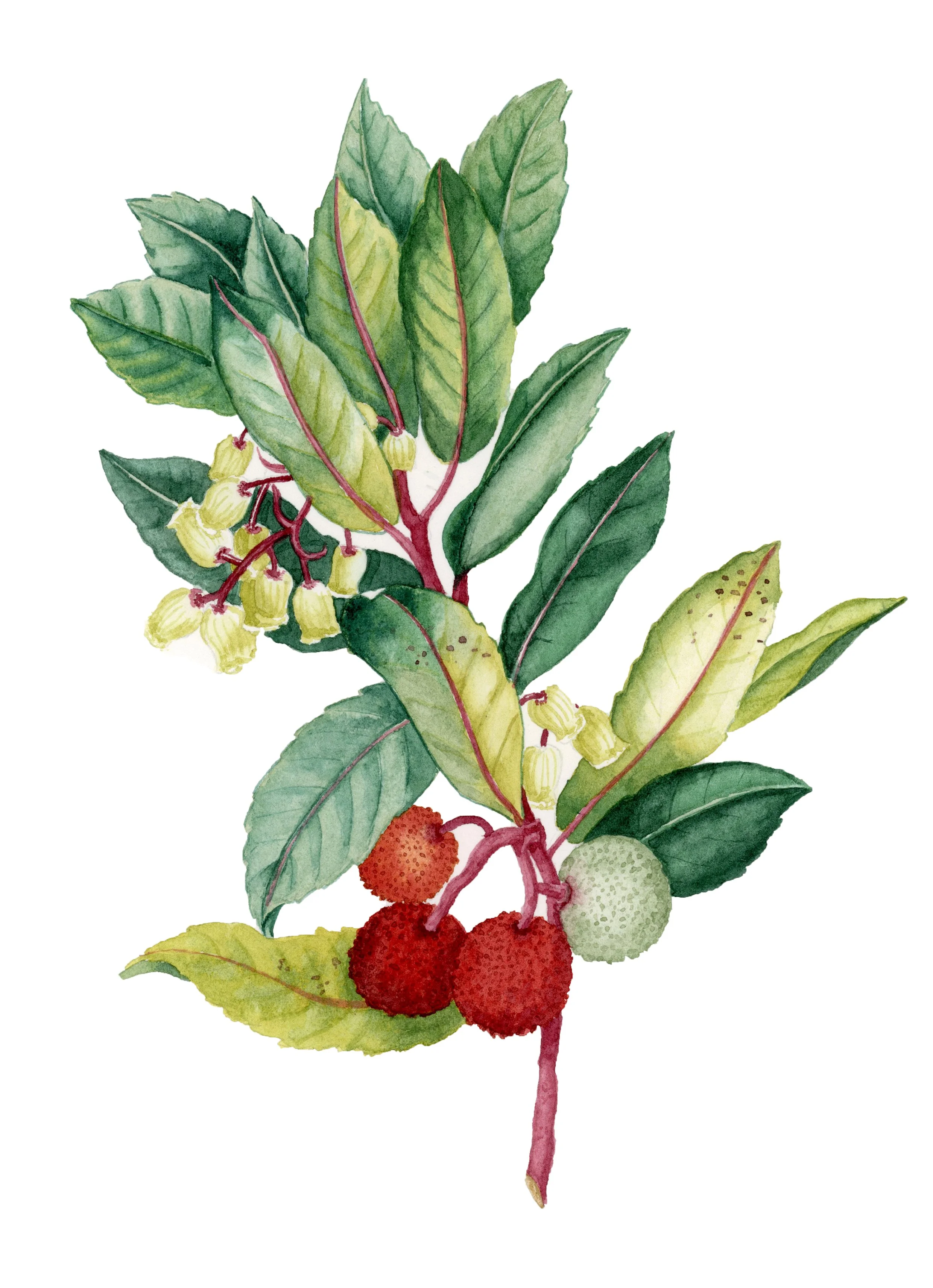 Illustration d'une branche de fruit de lychee avec feuilles vertes, fleurs jaunes et fruits rouges et verts.