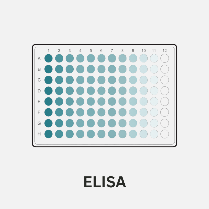 ELISA testing for food allergen detection and method validation.