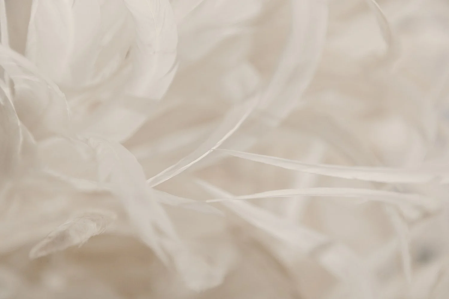 Close-up of delicate, white, feathery material with a calm ethereal feel and a translucent texture.