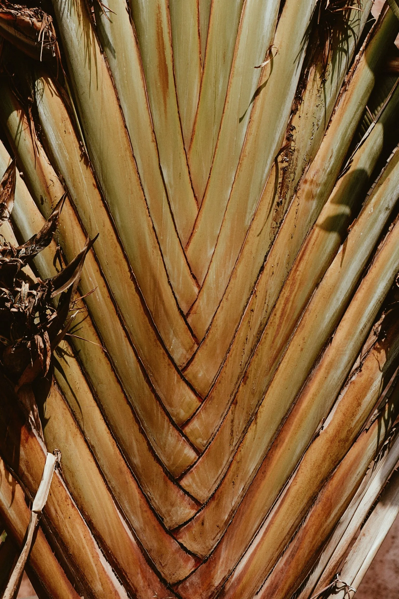 Close-up of a plant with large, thick, overlapping leaves that are green and brown with reddish edges.