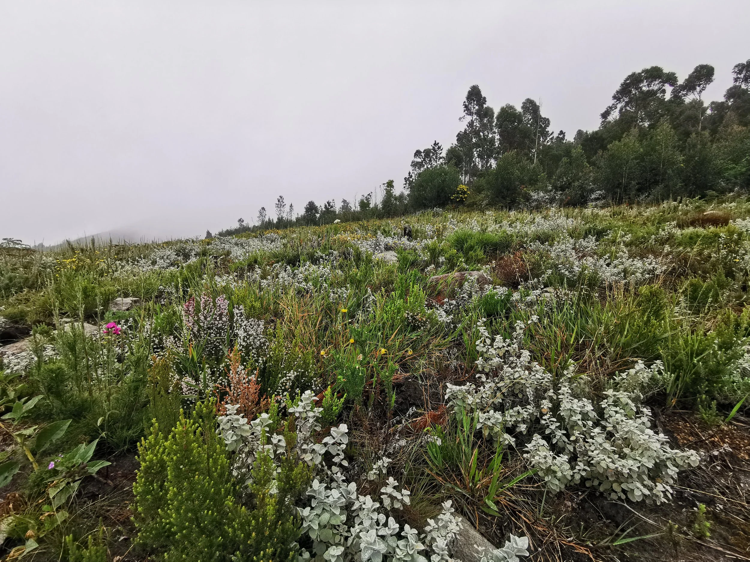 A foggy hillside covered in various green plants and wildflowers, with trees visible in the background.