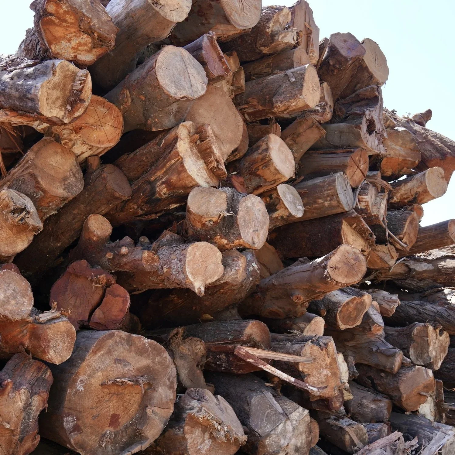 A large pile of chopped firewood logs stacked together outdoors.