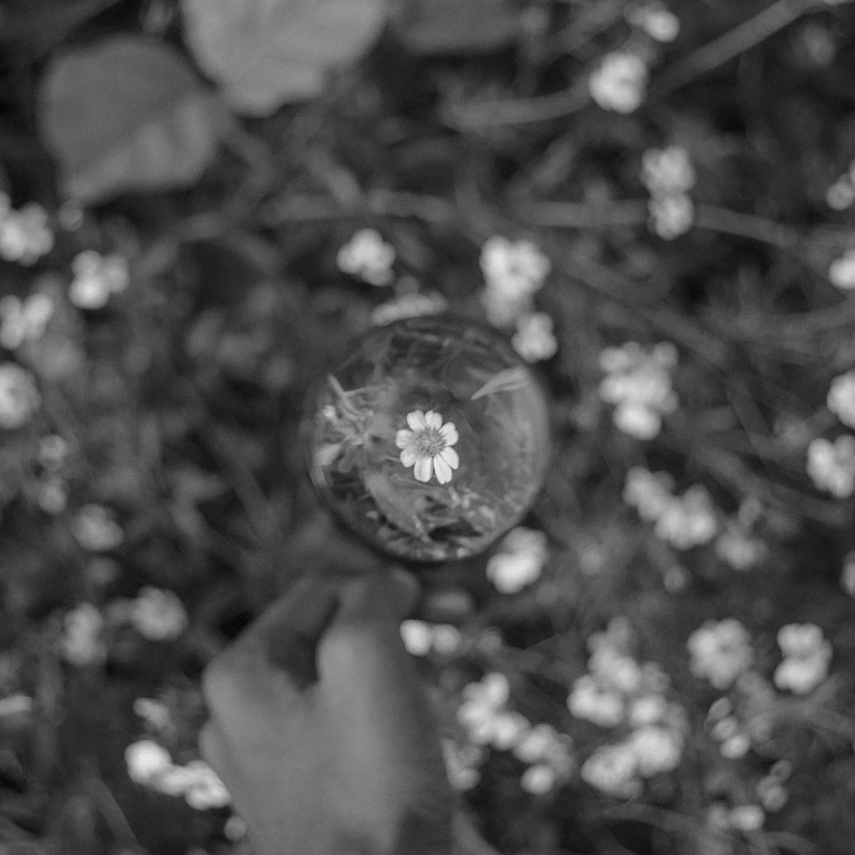 Ein Blick auf eine kleine Blume, die in der Mitte eines Glases liegt, umgeben von noch kleineren Blumen auf dem Boden.